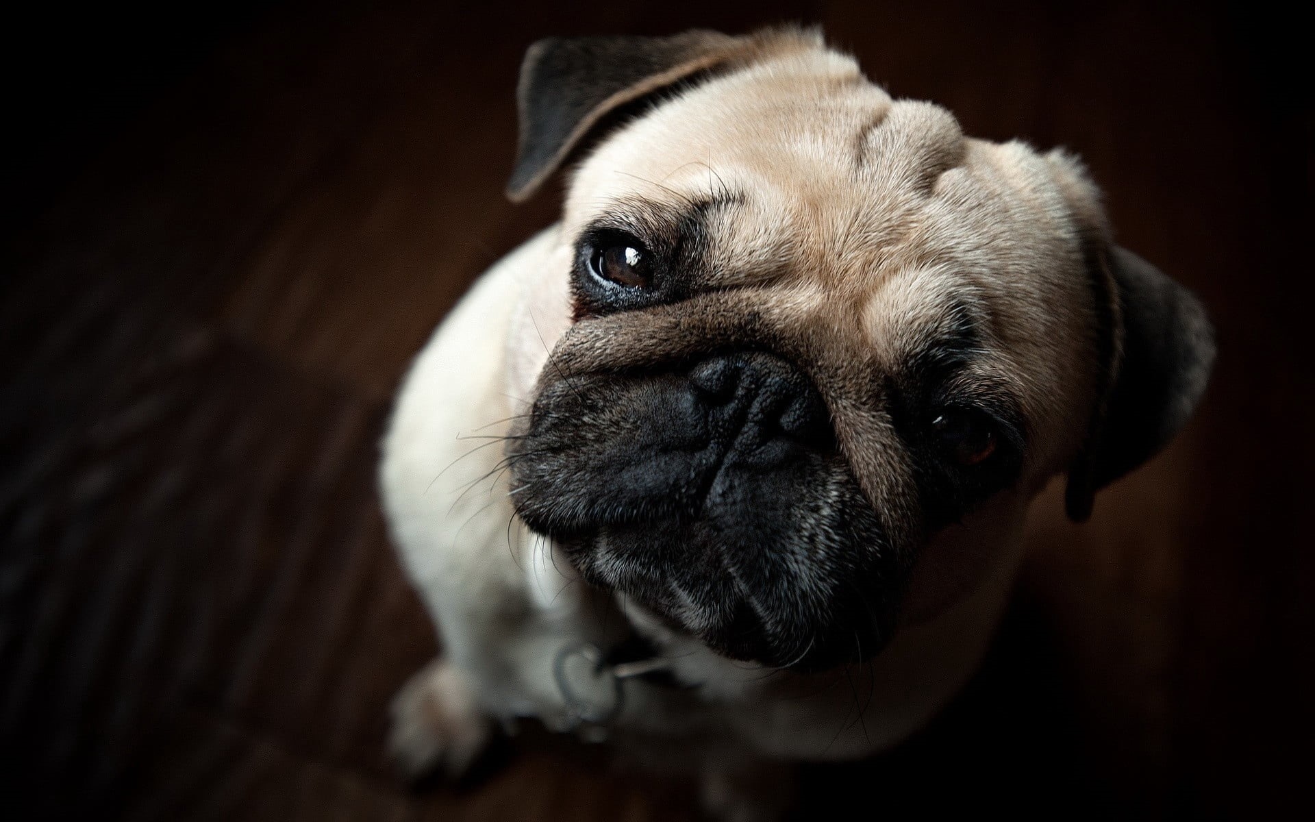 pug, brown, cute, purebred Dog, canine, mammal, animal body part, humor, portrait, animal themes, animal eye, 1080P, fawn, sadness, domestic Animals, human Face, HD Wallpaper