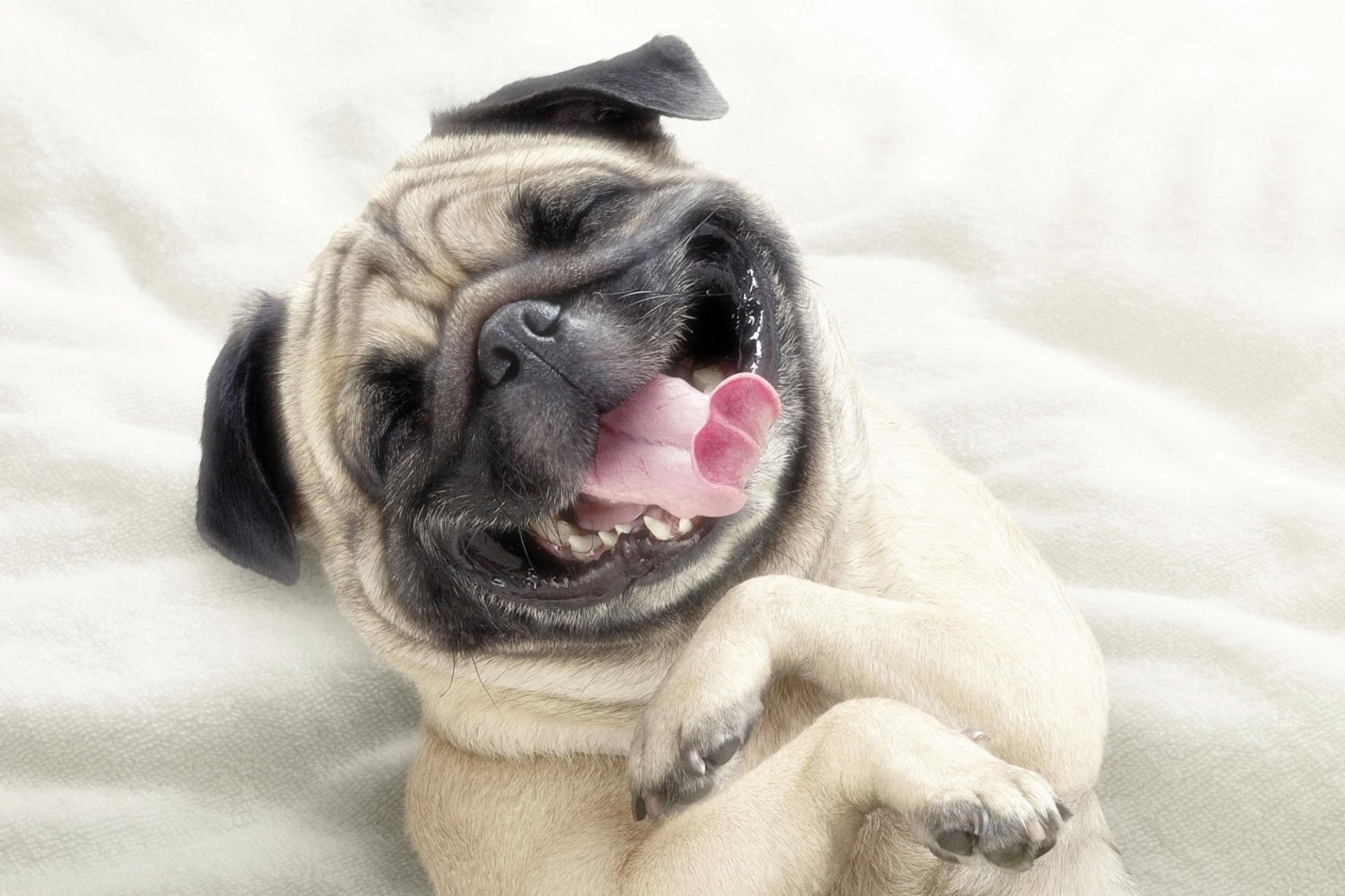 indoors, brown, pets, young Animal, animal themes, friendship, humor, 1080P, bed, purebred Dog, lying Down, fawn, domestic, animal tongue, looking, domestic Animals, HD Wallpaper