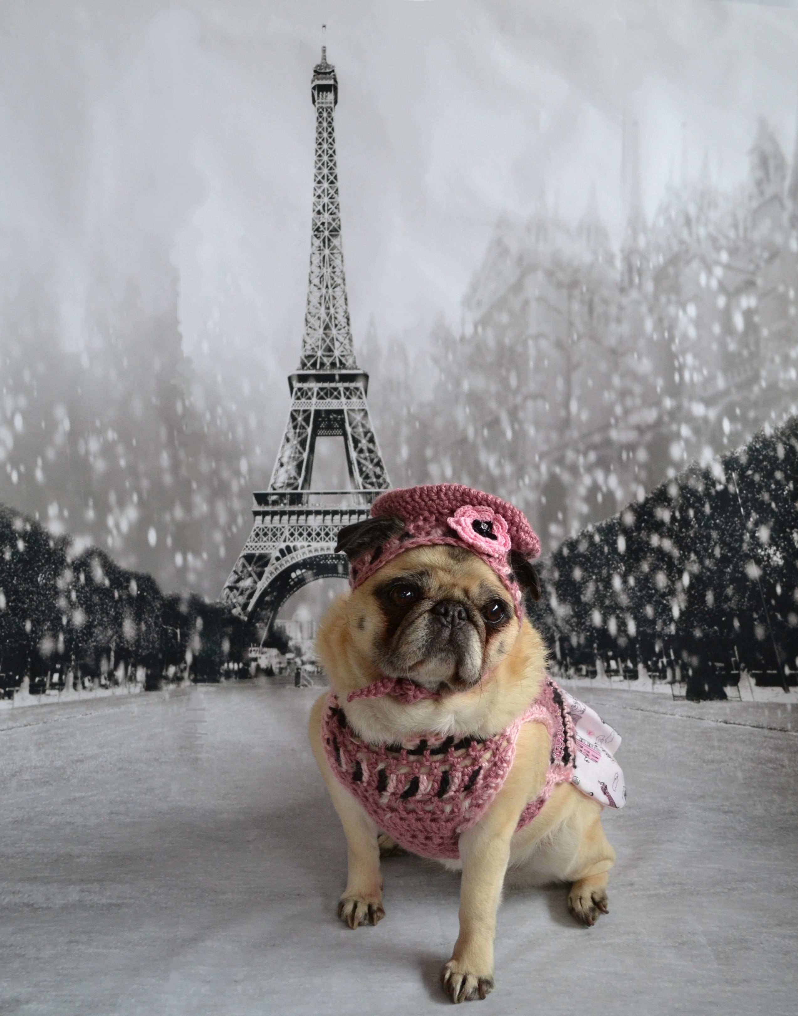 dogs, Europe, friends, pugs, French, paris - France, Paris  France, costume, sunrays, beret, COTH, winter, Pug, fawn, animals, cute, 2K, back, trip, animal, Phone HD Wallpaper
