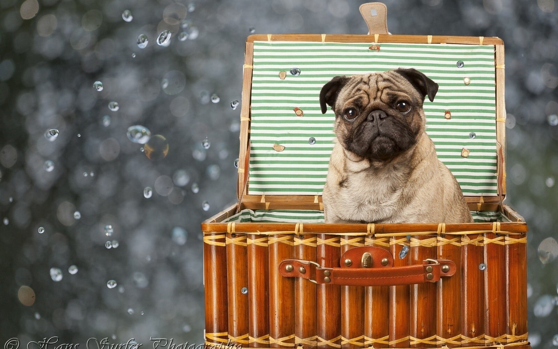 pug, dog, domestic Animals, 1080P, adult, focus on foreground, sitting, looking at camera, portrait, day, mammal, animal themes, cute, animal head, lap dog, HD Wallpaper