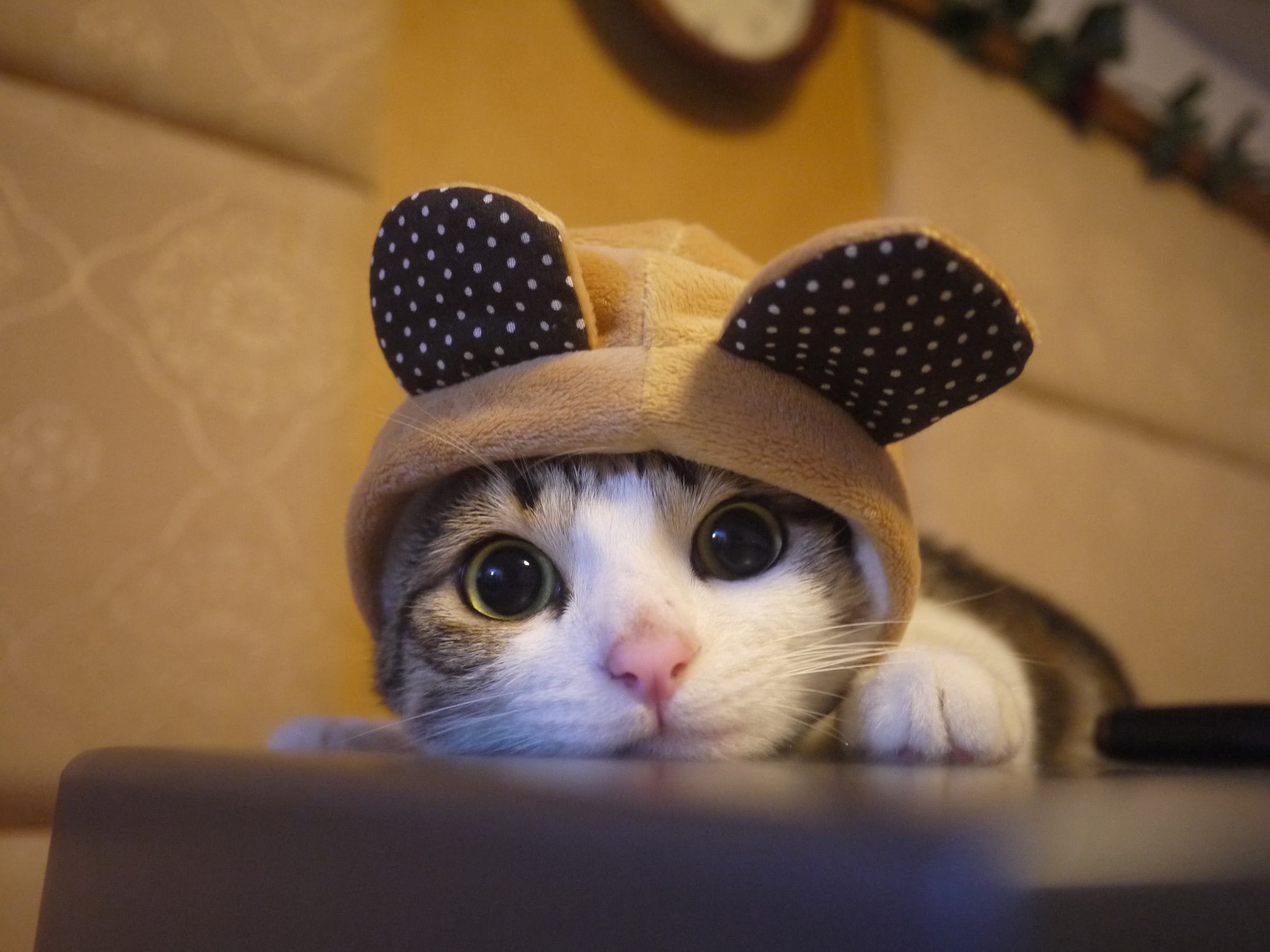 cute, 1080P, cat, kitten, HD Wallpaper