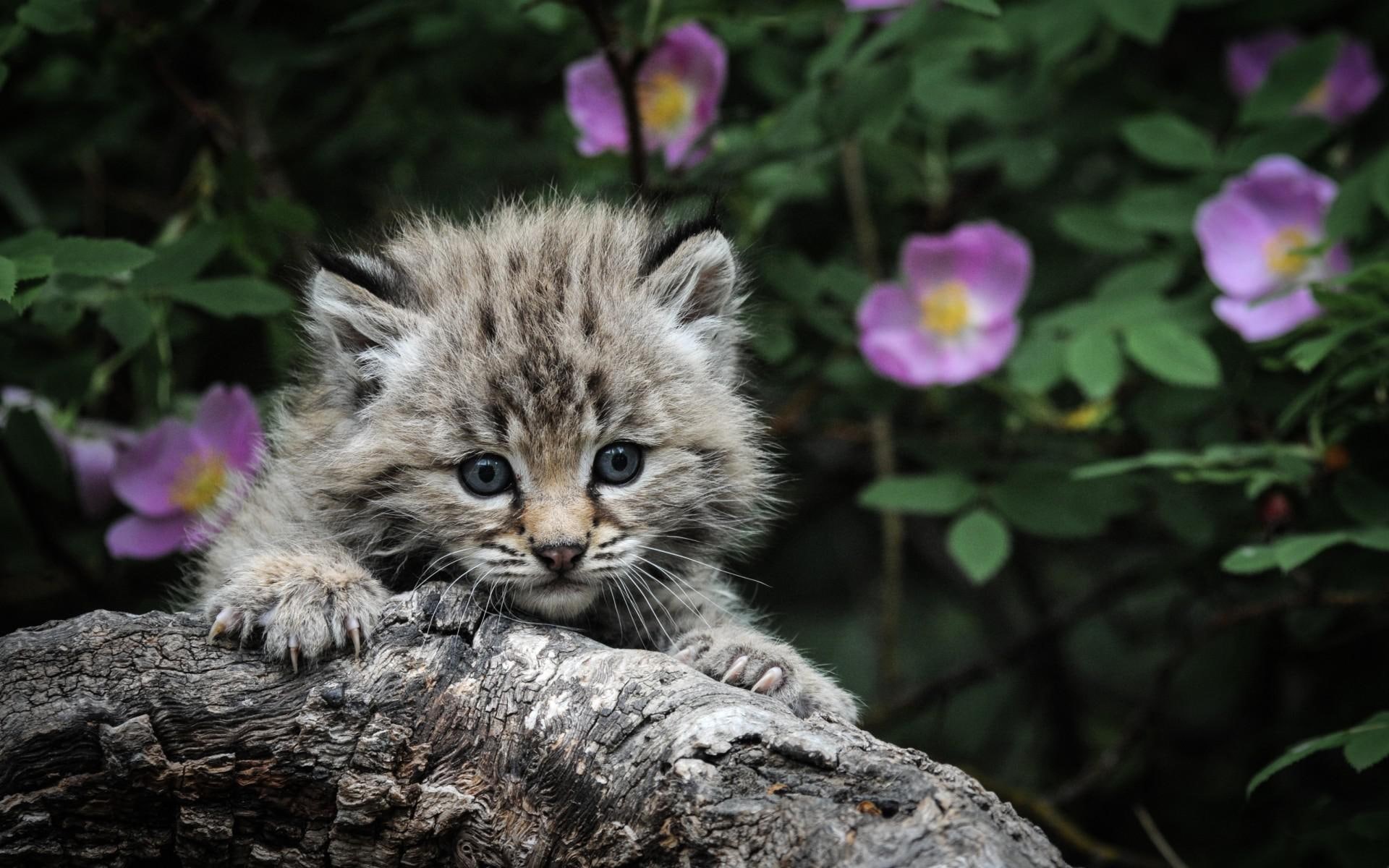 flowers, cat, cute, best, babies, baby animals, kitten, 1080P, HD Wallpaper