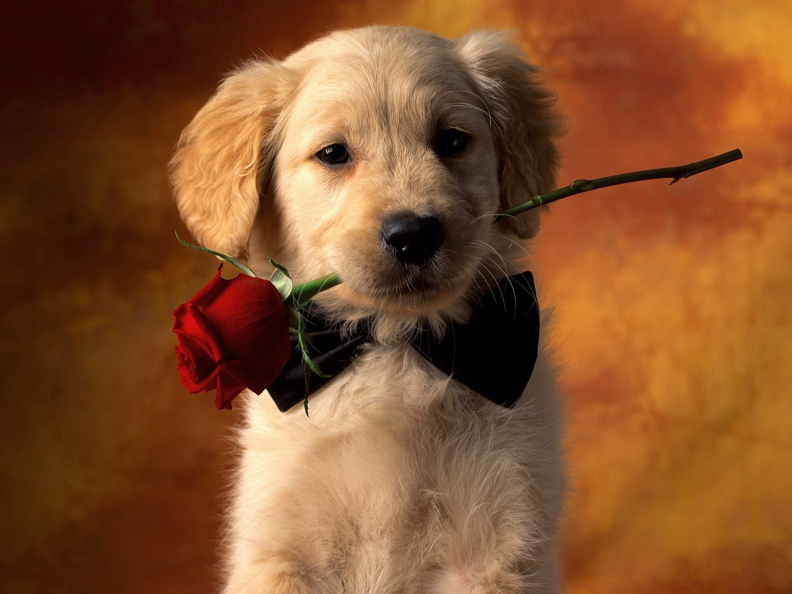 mammal, close-up, puppy, no people, rose, red, golden, domestic animals, canine, domestic, young animal, small, cute, one animal, pets, animal body part, HD Wallpaper
