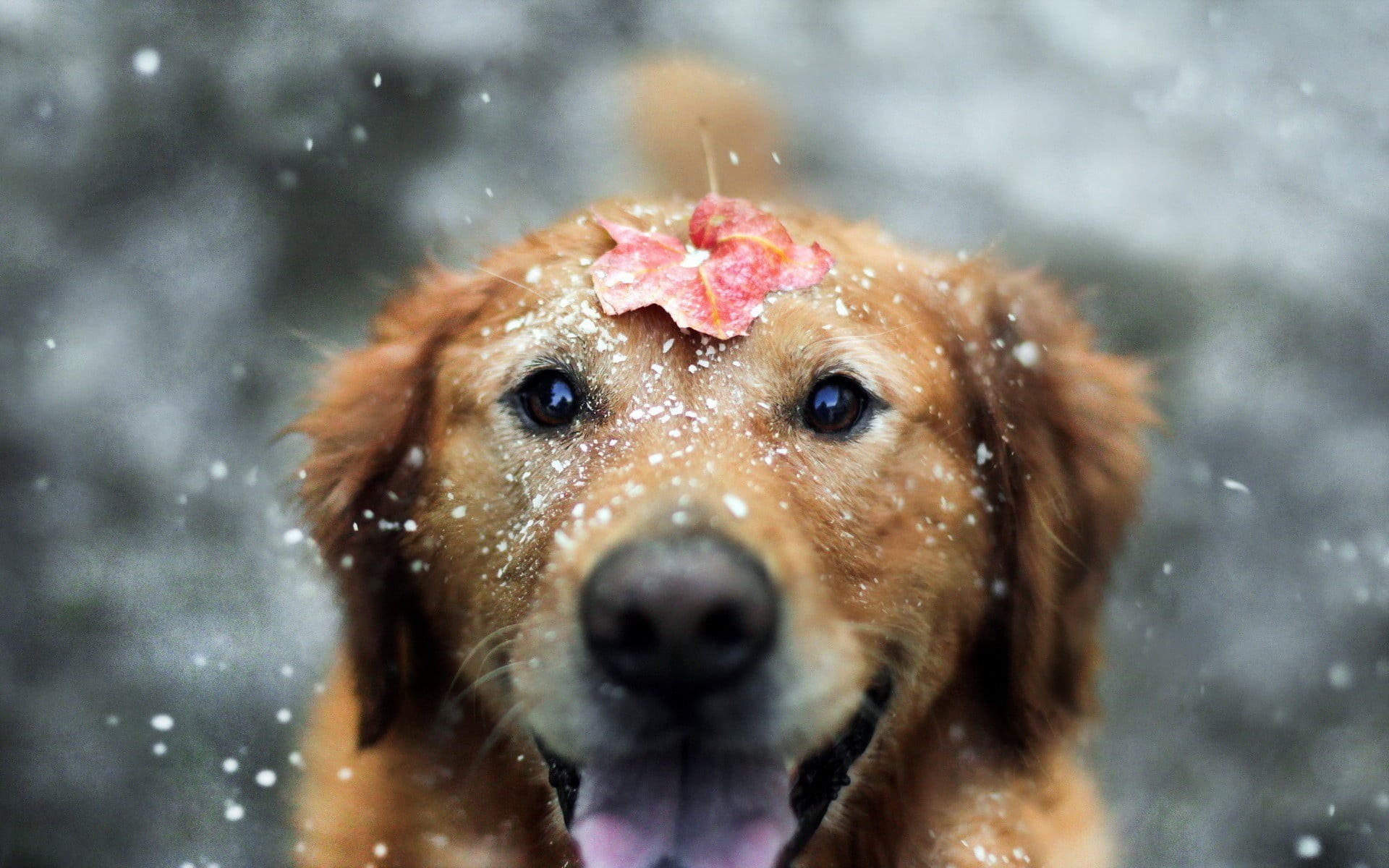 animals, animal head, snowing, animal body part, 1080P, canine, puppy, nature, domestic, fall, friendship, domestic Animals, one animal, brown, dog, winter, HD Wallpaper