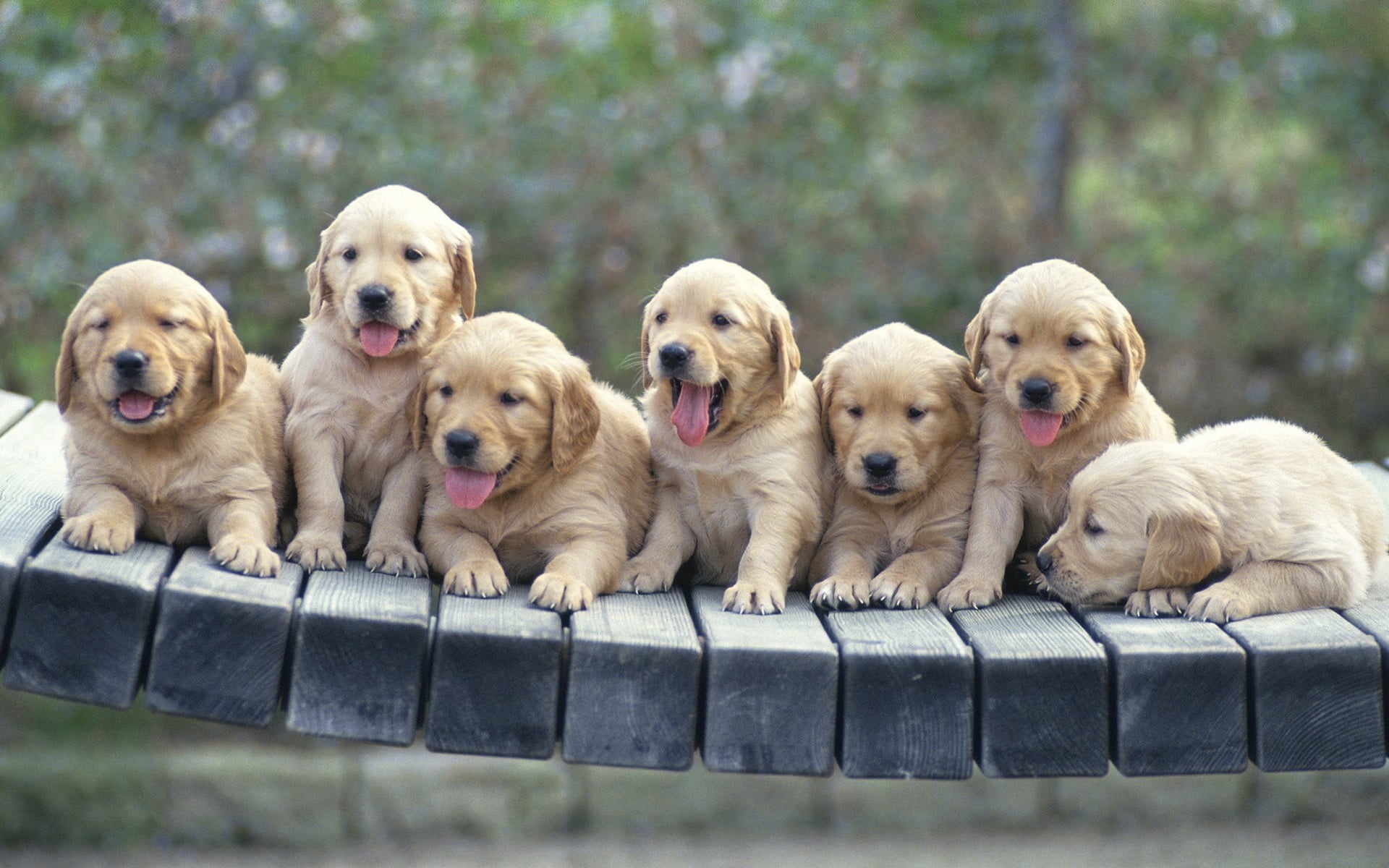 1080P, labrador Retriever, domestic, group of animals, dogs, day, in a row, litter, pets, side by side, animal family, canine, purebred Dog, golden, friendship, HD Wallpaper