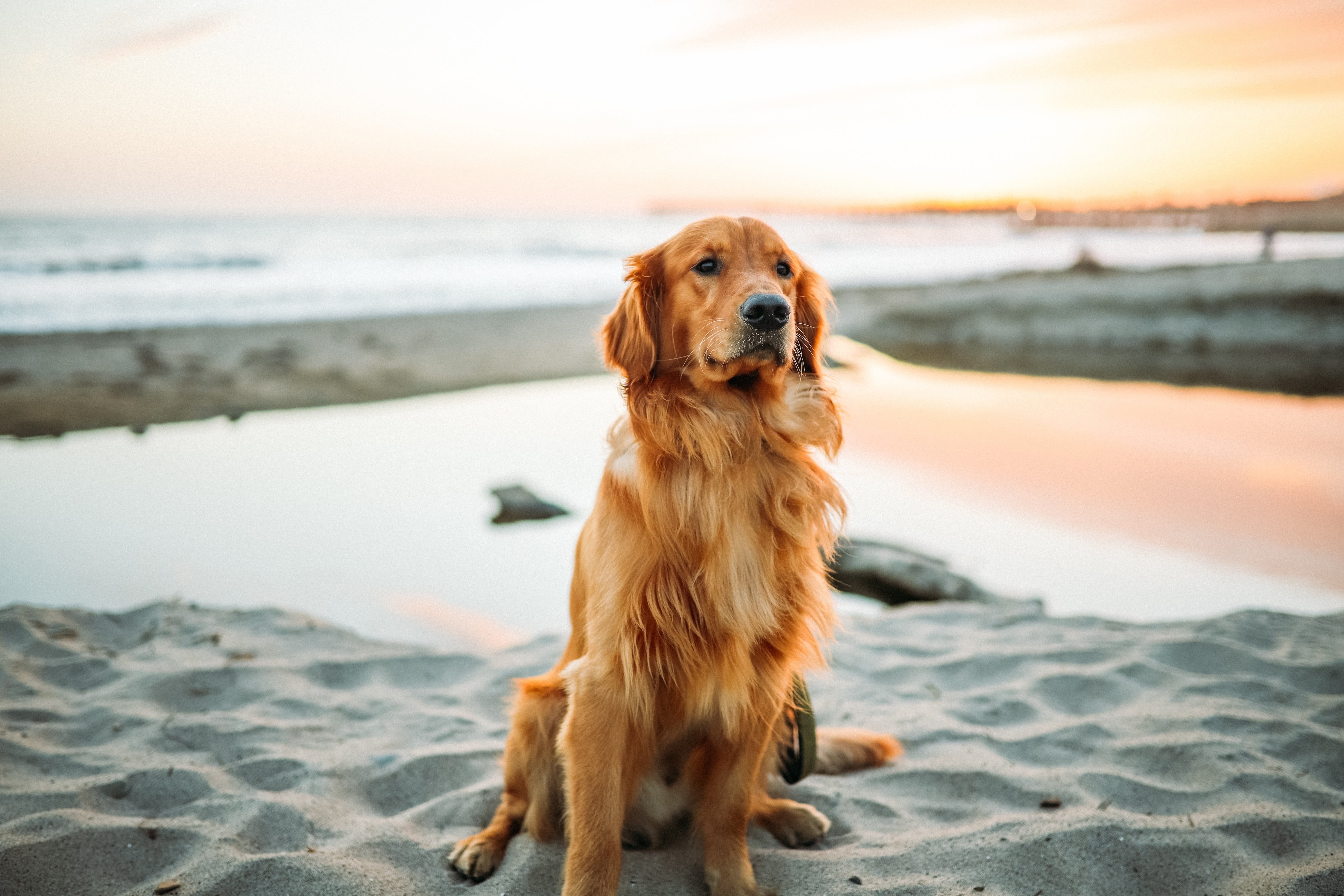 sand, gold Colored, 5K, adult, dog, yellow, canine, brown, sky, outdoors, sunlight, nature, animal, domestic, animal themes, horizon over water, sunset, HD Wallpaper