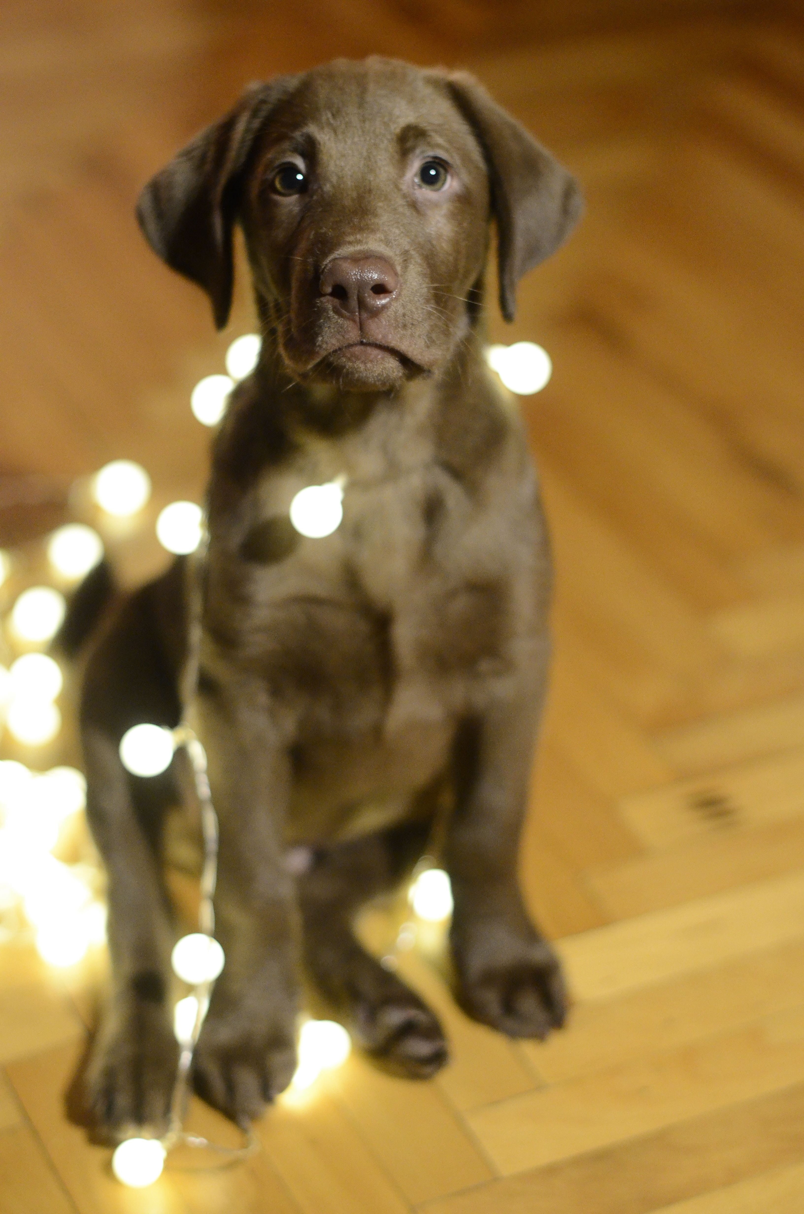 home interior, domestic animals, cute, photography, christmas, pets, wood, canine, young animal, one animal, dog, retriever, adorable, mammal, portrait, Phone HD Wallpaper