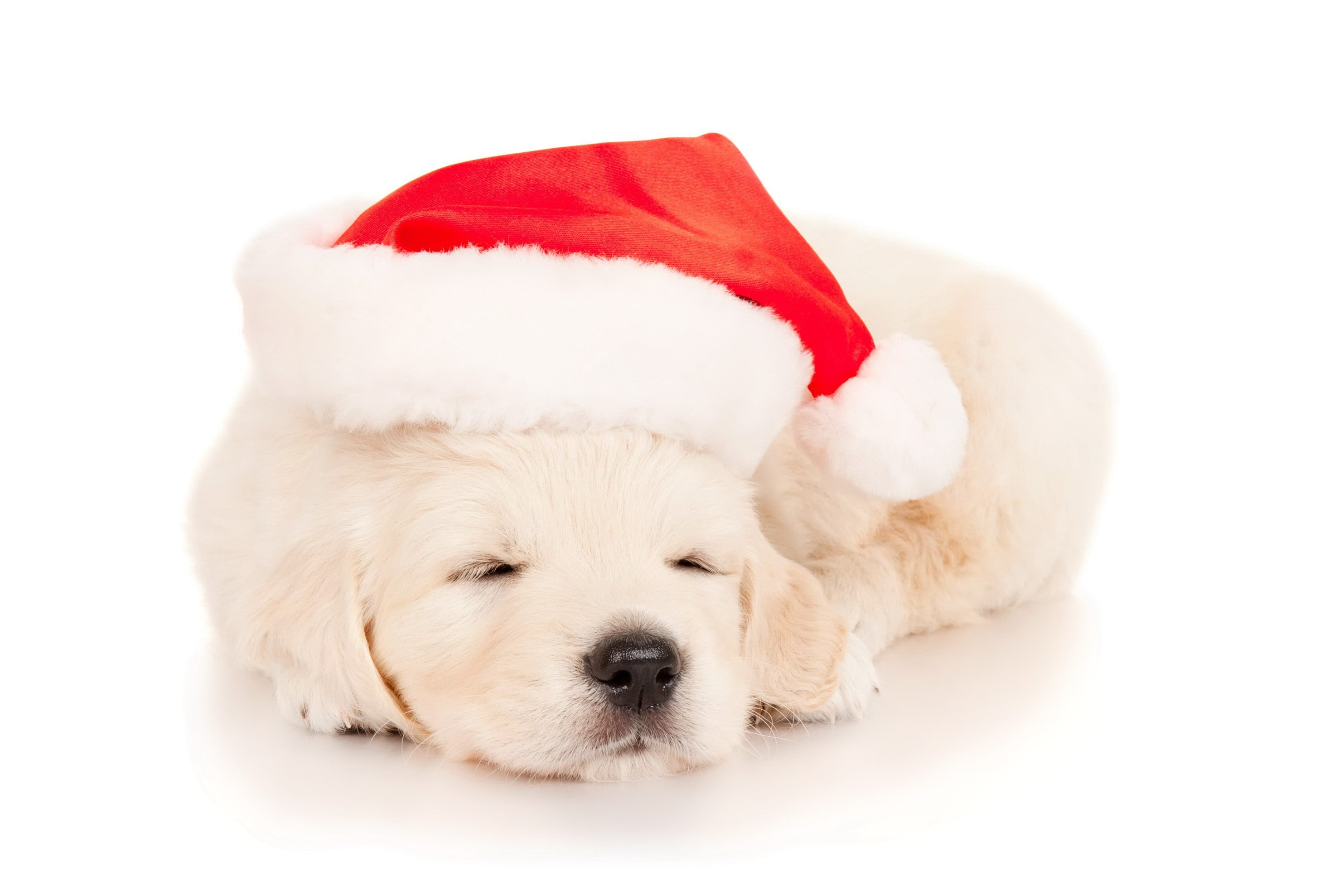 humor, innocence, lying Down, puppy, santa Claus, red, hat, cut Out, new year, purebred Dog, animal themes, looking, santa Hat, sitting, dog, white color, HD Wallpaper