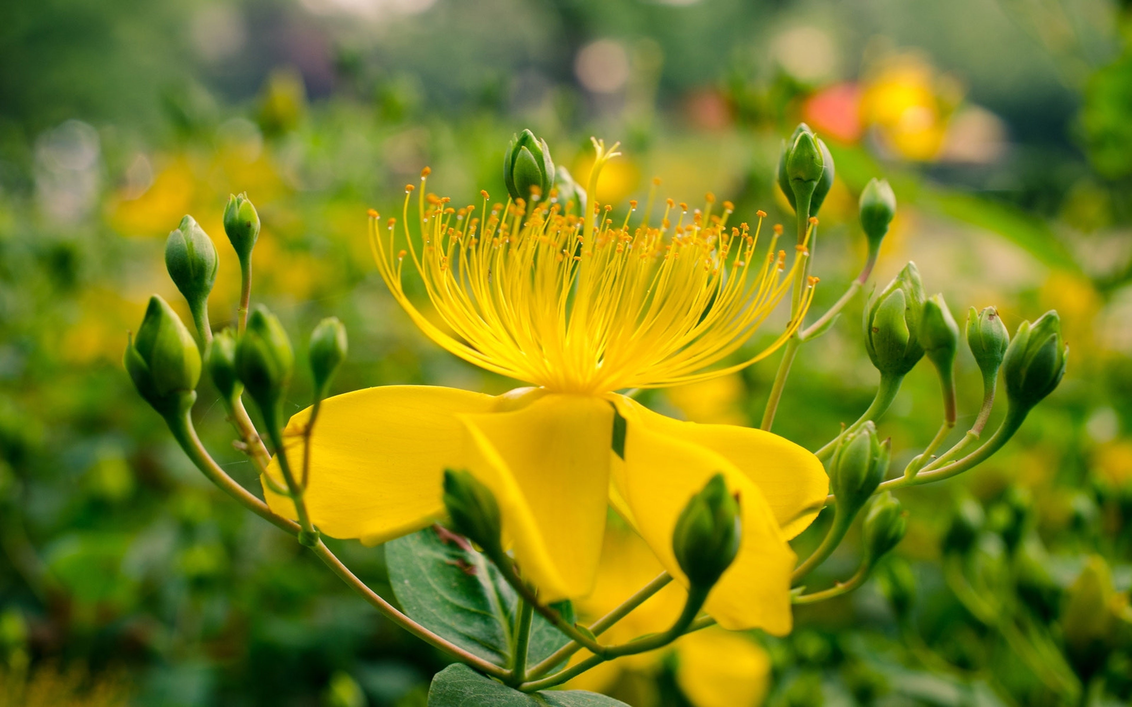s, desktop, known, plants, john, 4K, st, wort, flower, hypericum, android, yellow, perforate, phone, perforatum, HD Wallpaper