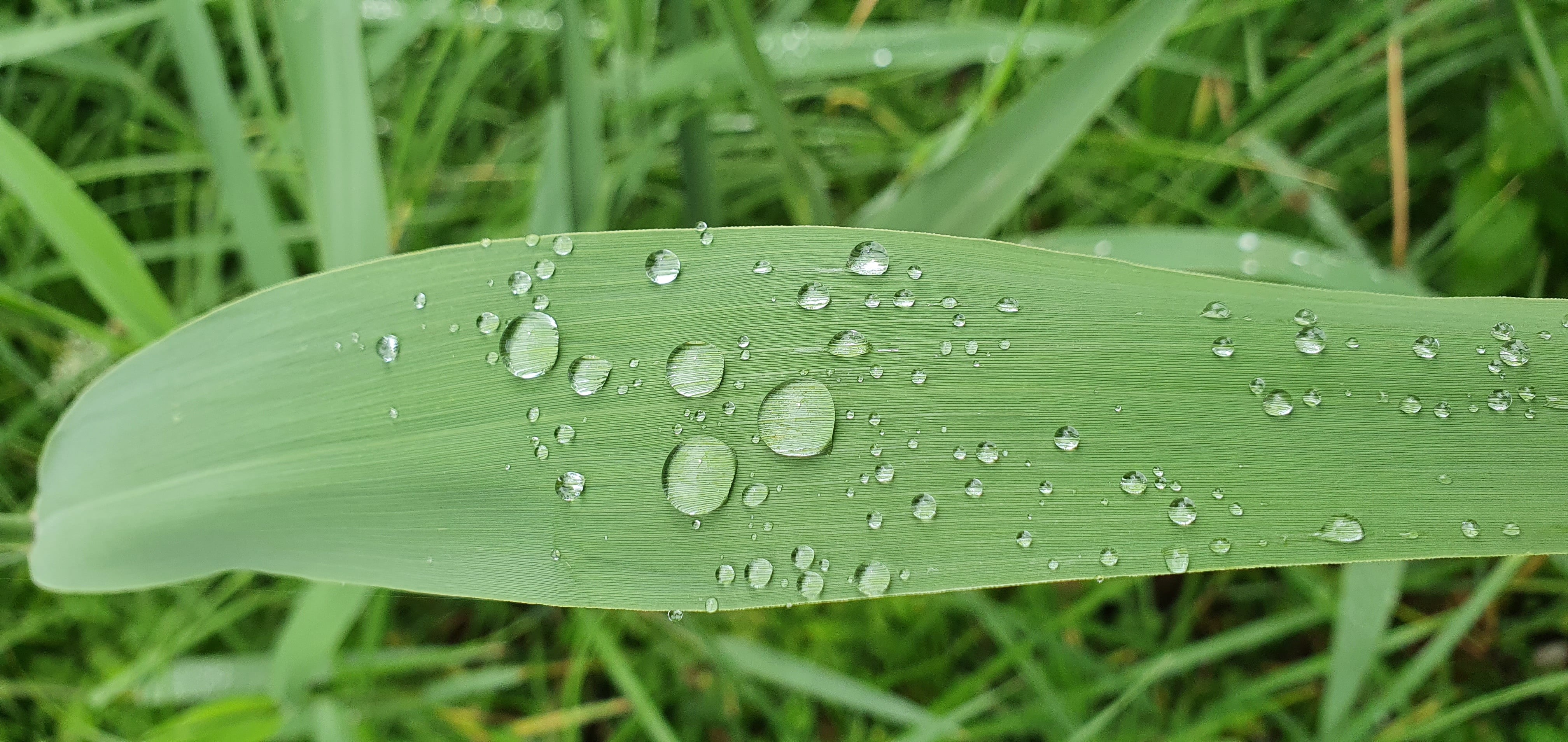 rain, people, Zune, nature, 4K, leaves, phone camera, HD Wallpaper