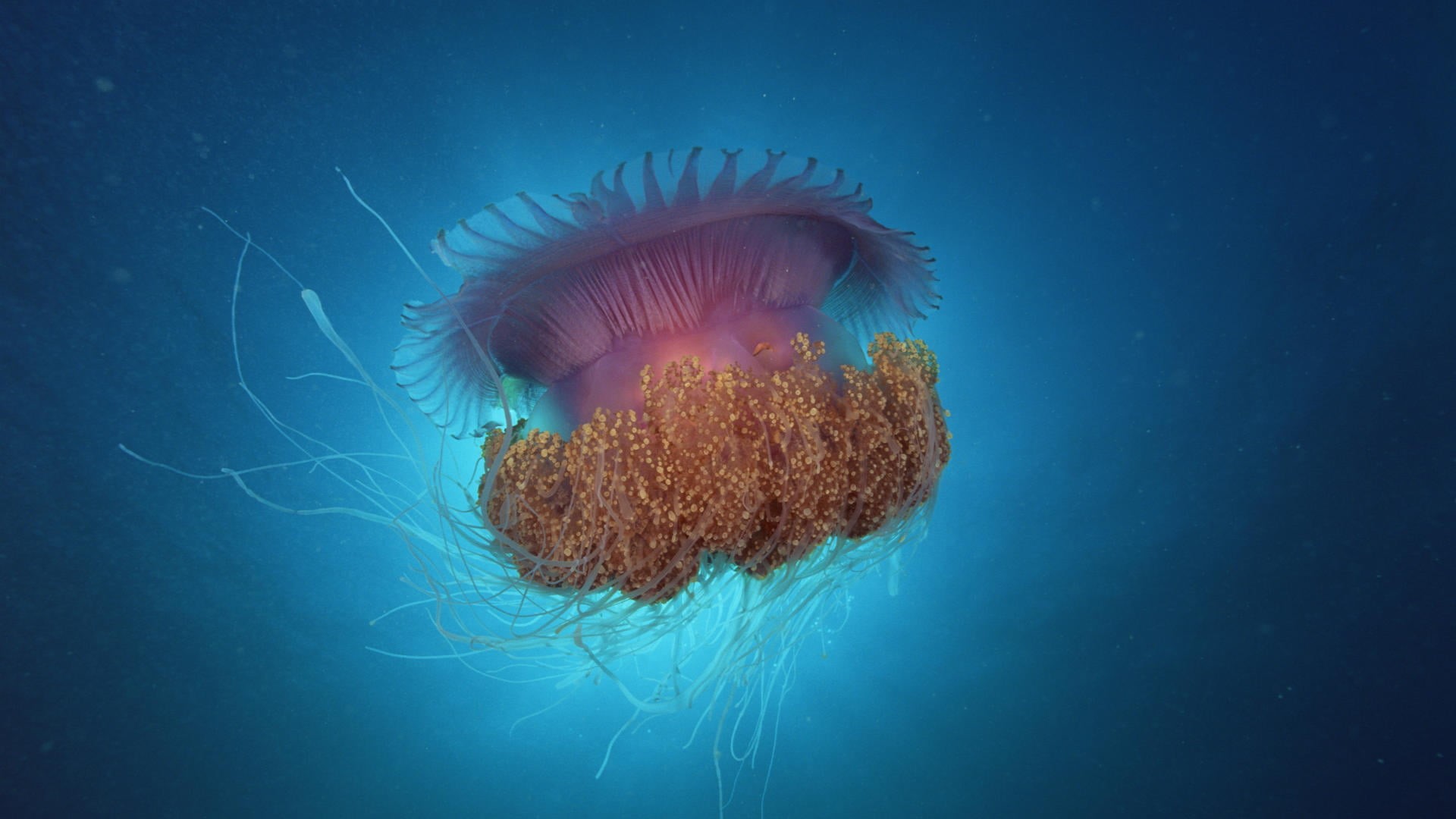 design, jellyfish, swimming, sea urchin, floating on water, motion, texture, shape, animals, flame, echinoderm, art, animal themes, animal wildlife, style, HD Wallpaper