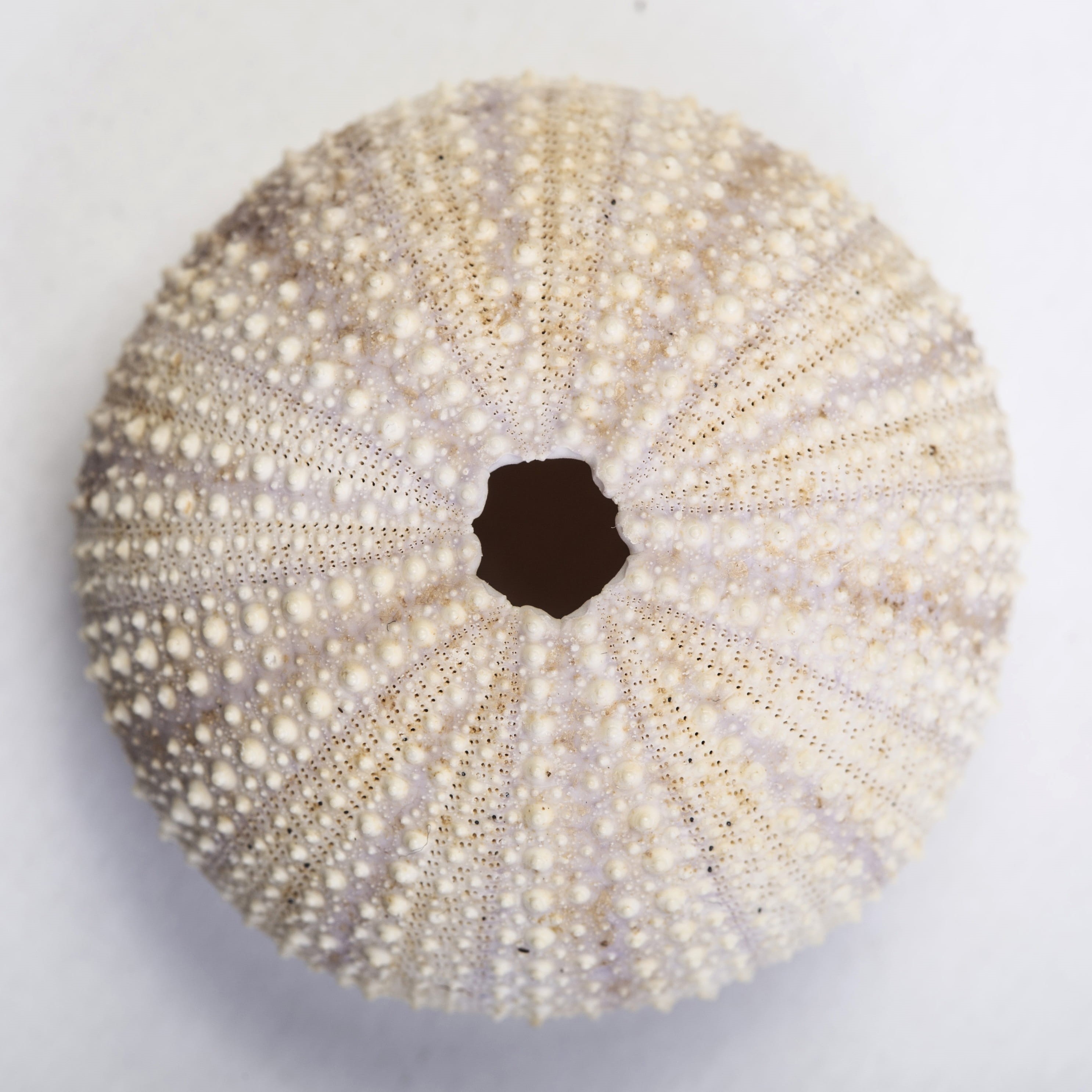 white, relief, white color, creature, focus, single object, directly below, shape, studio, 2K, close-up, macro, circle, hole, shell, white background, Phone HD Wallpaper