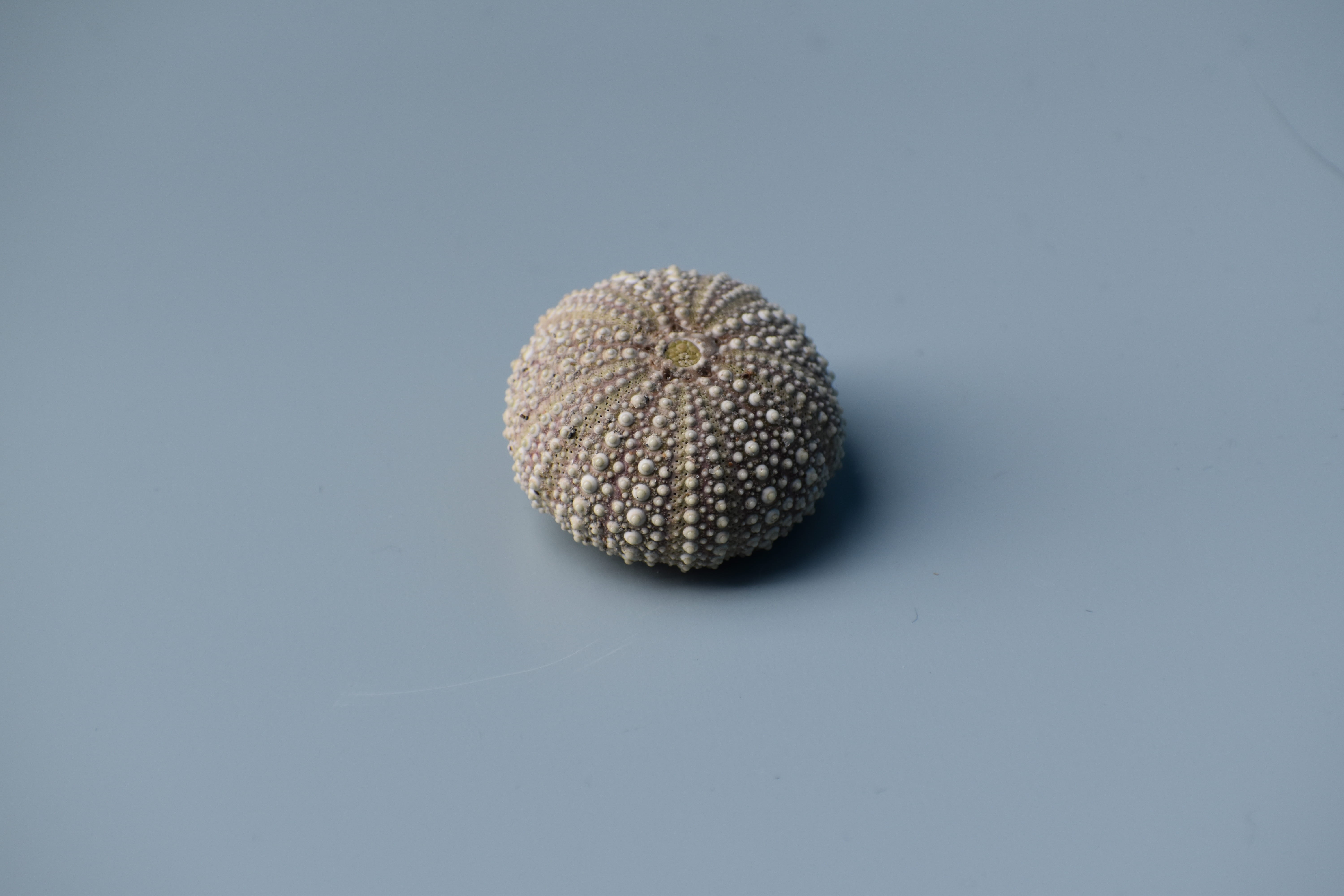 copy space, beige, pin, sphere, freshness, wellbeing, studio shot, sea urchin, food and drink, minimalism, simplicity, white, healthy eating, urchin, vegetable, HD Wallpaper