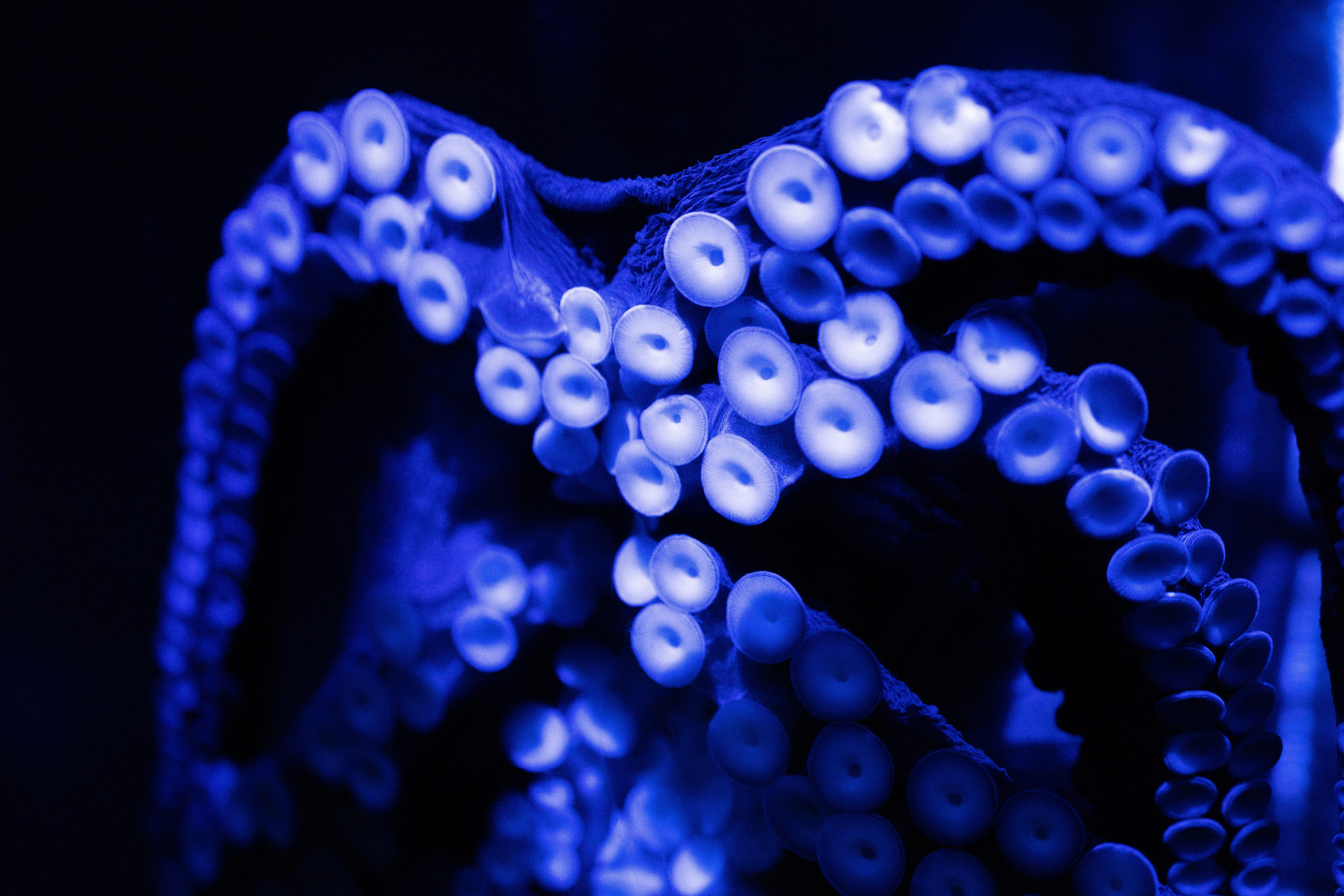 blossom, animal themes, blue, mammal, octopus, water, sea anemone, animal, nature, sponge animal, underwater, sea, accessory, luminosity, seashell, animal wildlife, HD Wallpaper