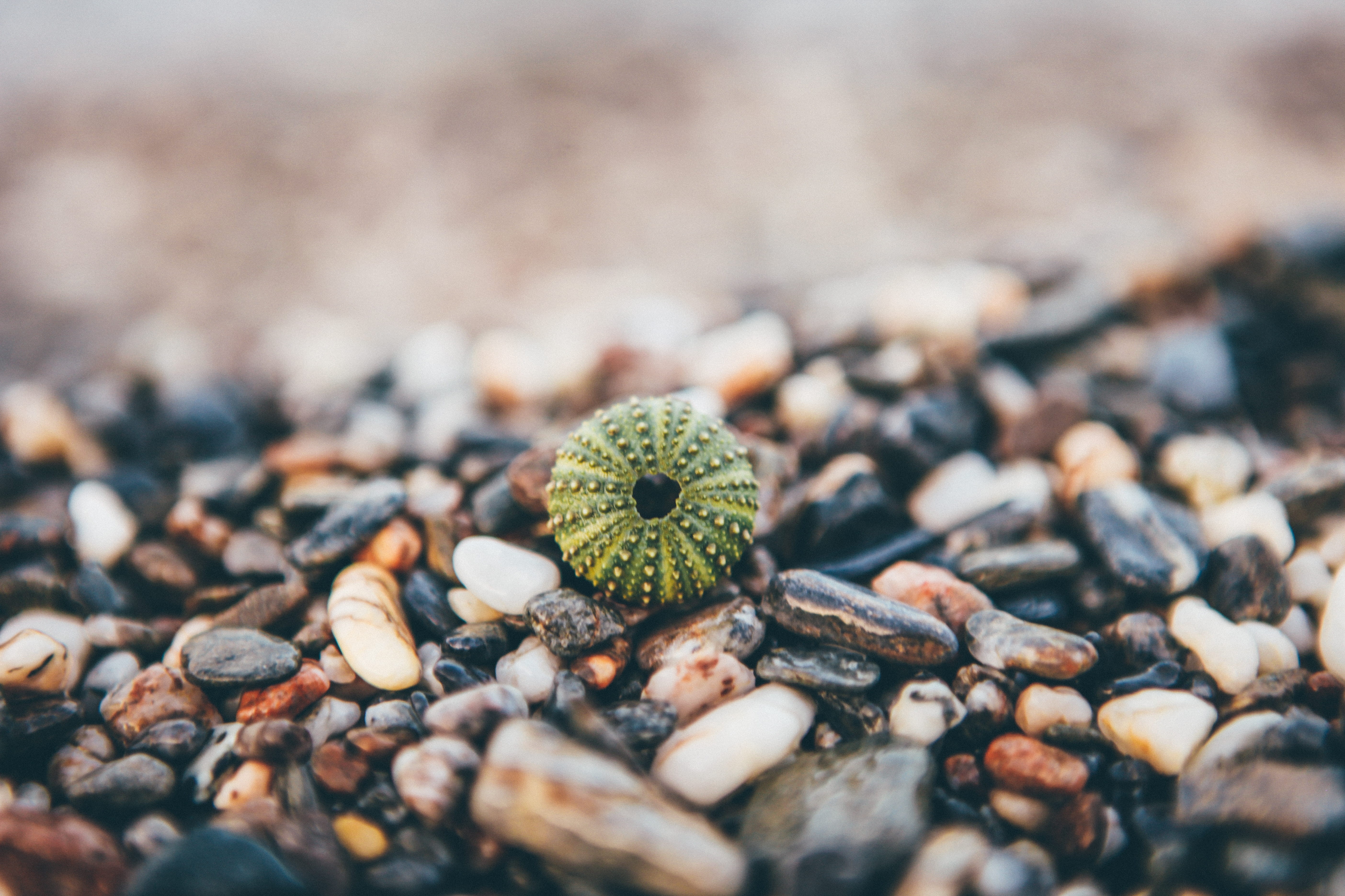 selective focus, no people, outdoors, solid, abundance, sea, 5K, close-up, nature, high angle view, acorn, pebble, large group of objects, nut, nut - food, HD Wallpaper