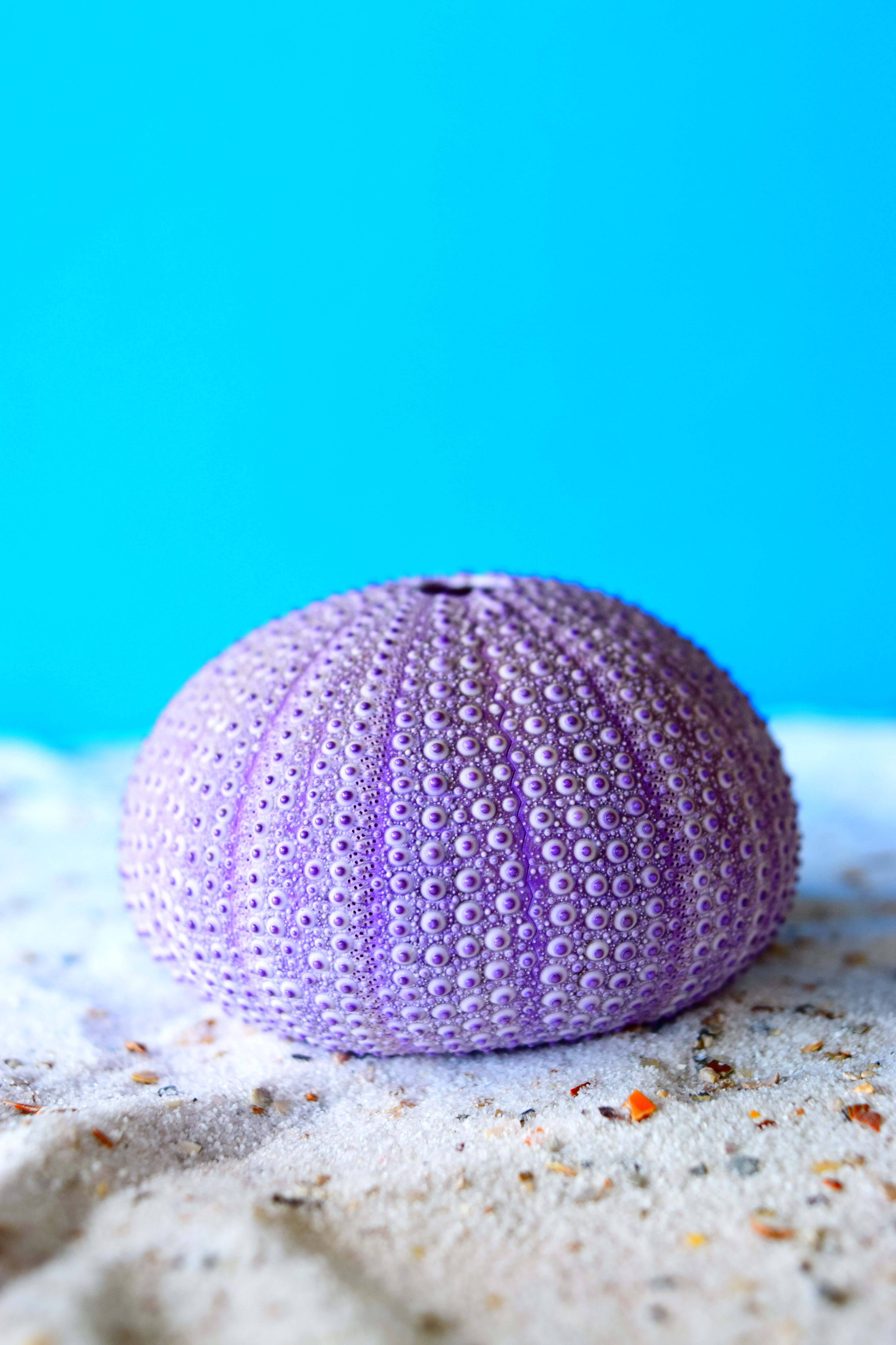 purple, pink color, still life, photo, no people, blue, studio shot, copy space, colored background, closeup, close-up, food and drink, sand, indoors, creature, Phone HD Wallpaper