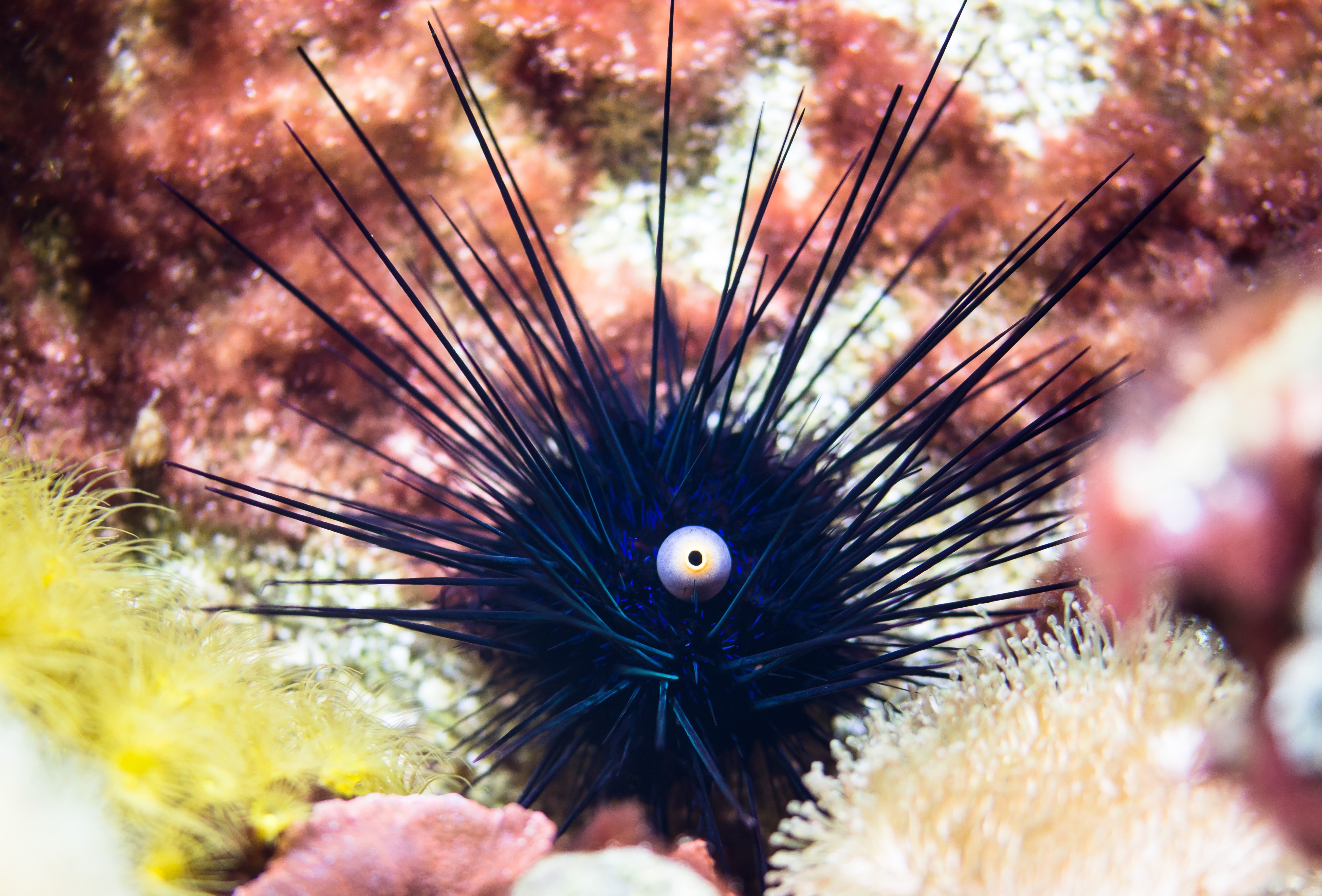 dangerous, animal eye, gift, close-up, eye, undersea, nature, animals in the wild, one animal, close, sea urchin, sea, beauty in nature, meeresbewohner, HD Wallpaper