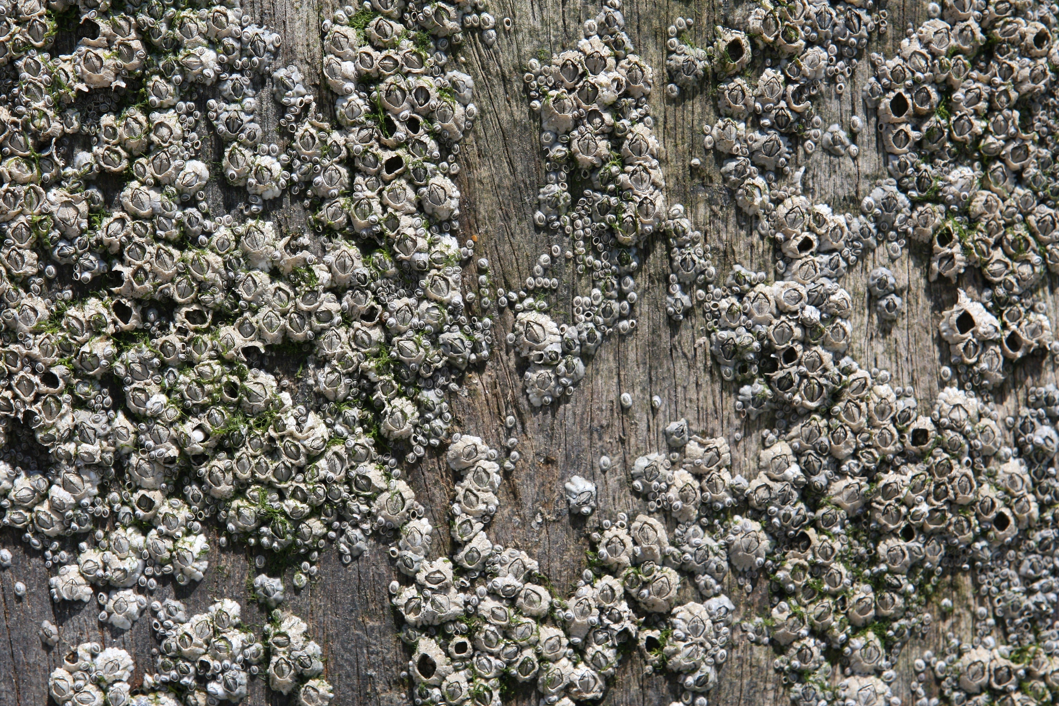 tree, marine, 2K, day, high angle view, creatures, seashell, fragility, background, lichen, full frame, closeup, rock, life, beauty in nature, tranquility, HD Wallpaper
