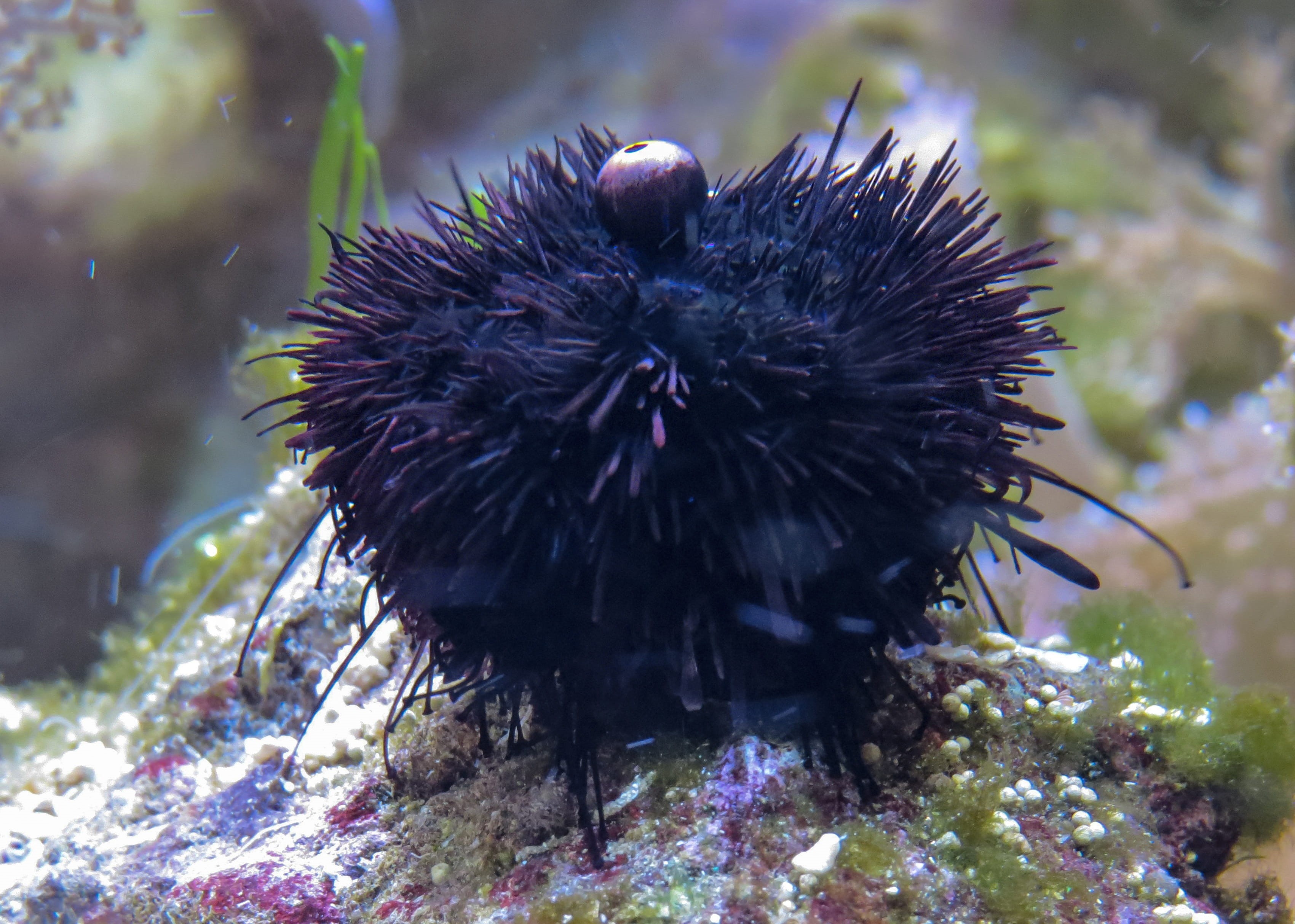underwater, close-up, nature, Sea Urchins, sting, sunlight, water, day, beauty in nature, animals in the wild, marine, marine life, one animal, no people, HD Wallpaper