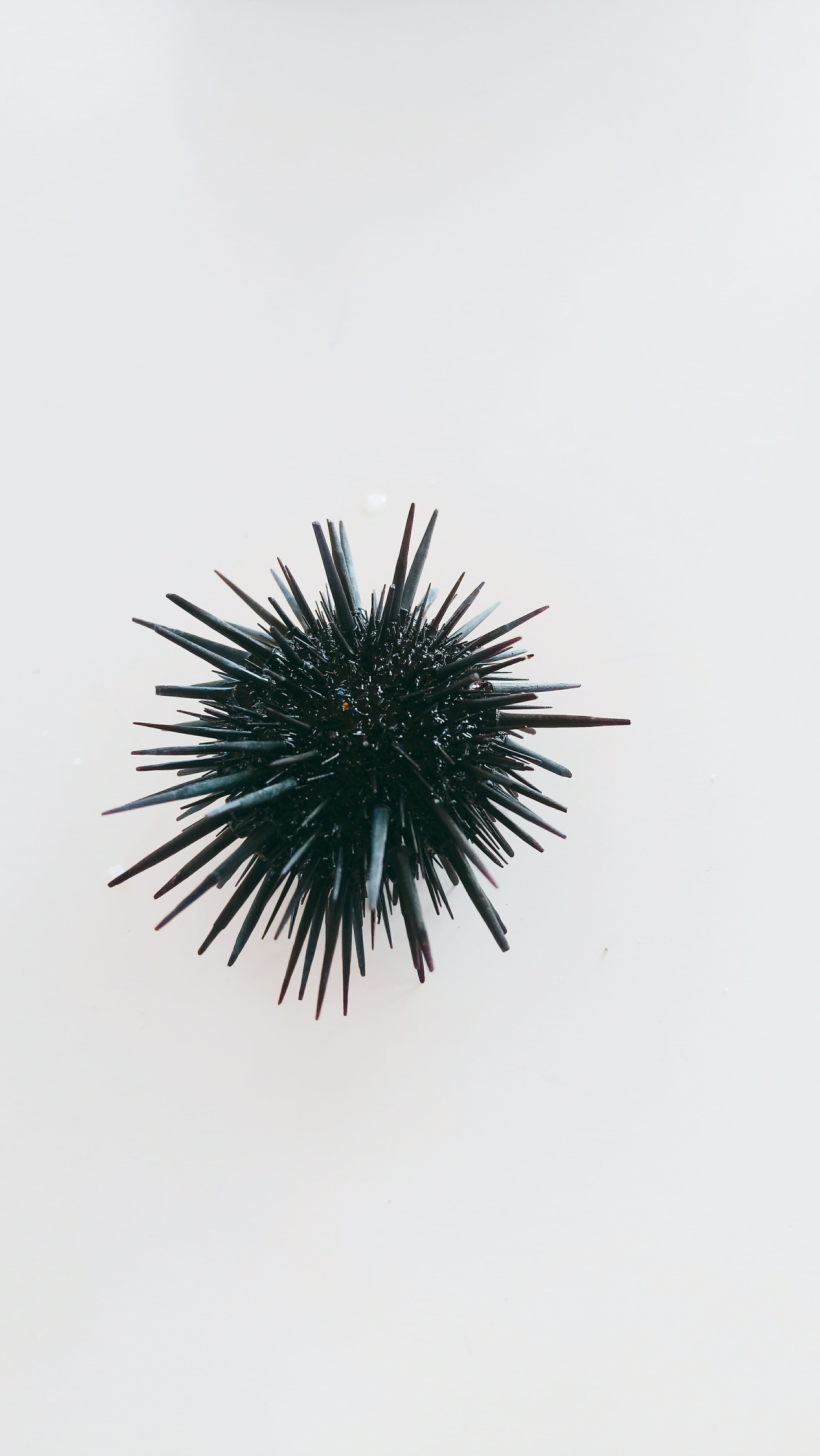  fondo ede pantall, outdoors, low angle view, close-up, spiked, beauty in nature, nature, sky, black, spiky, 5K, studio shot, white background, Phone HD Wallpaper