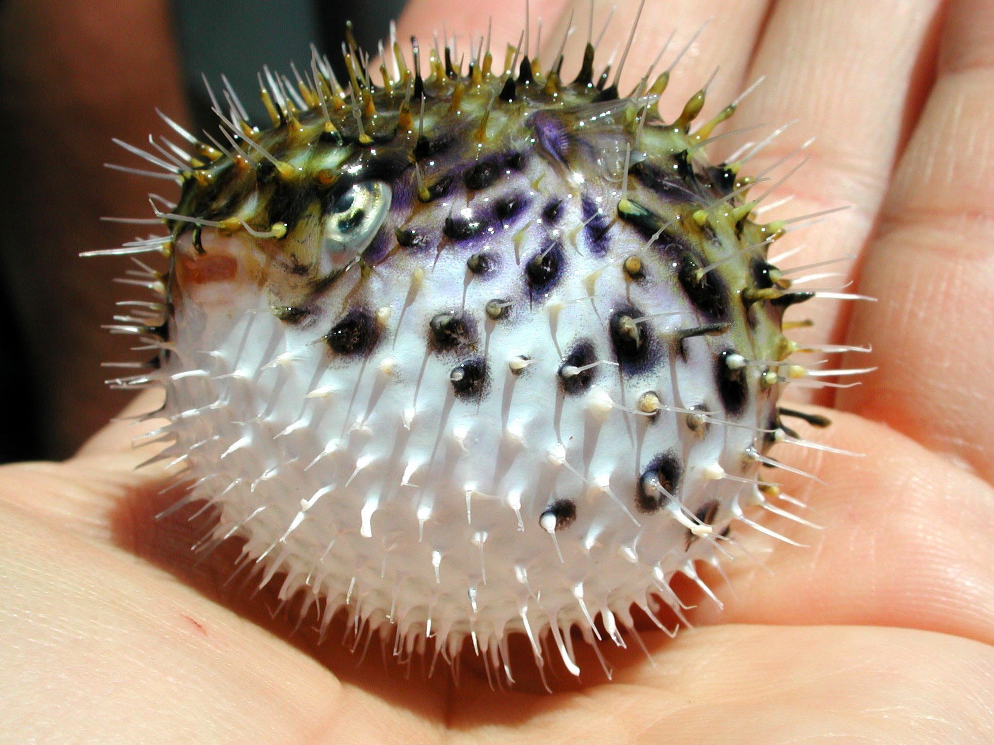 animals in the wild, one person, human finger, Diodon holocanthus, sea life, body part, Spiny, Pufferfish, animal wildlife, 1080P, human body part, hand, HD Wallpaper