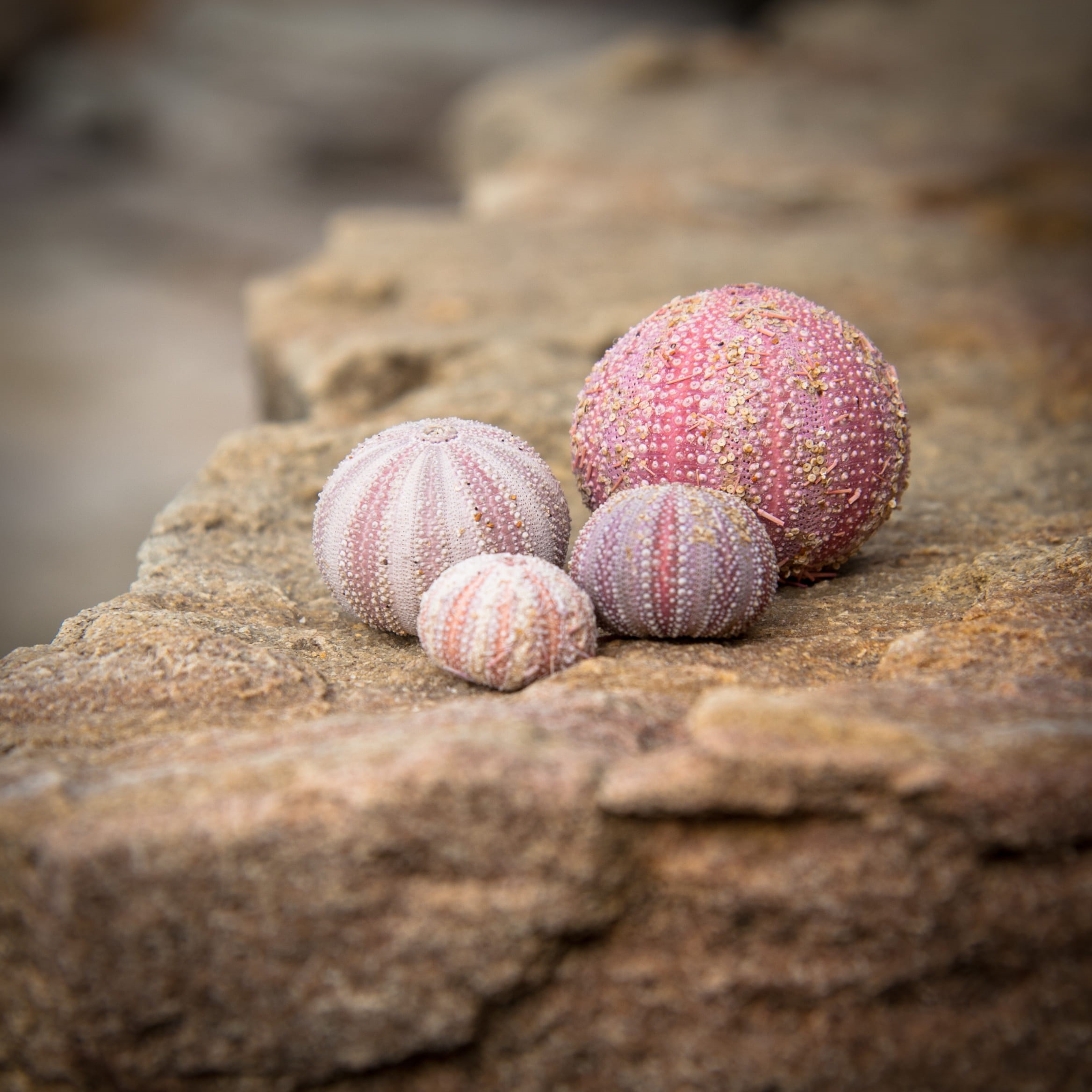 oval, coastal, rock, sport, pink color, travel, wood - material, coast, textured, closeup, sunlight, beach, 1080P, sea urchin, day, nature, outdoors, food, Phone HD Wallpaper