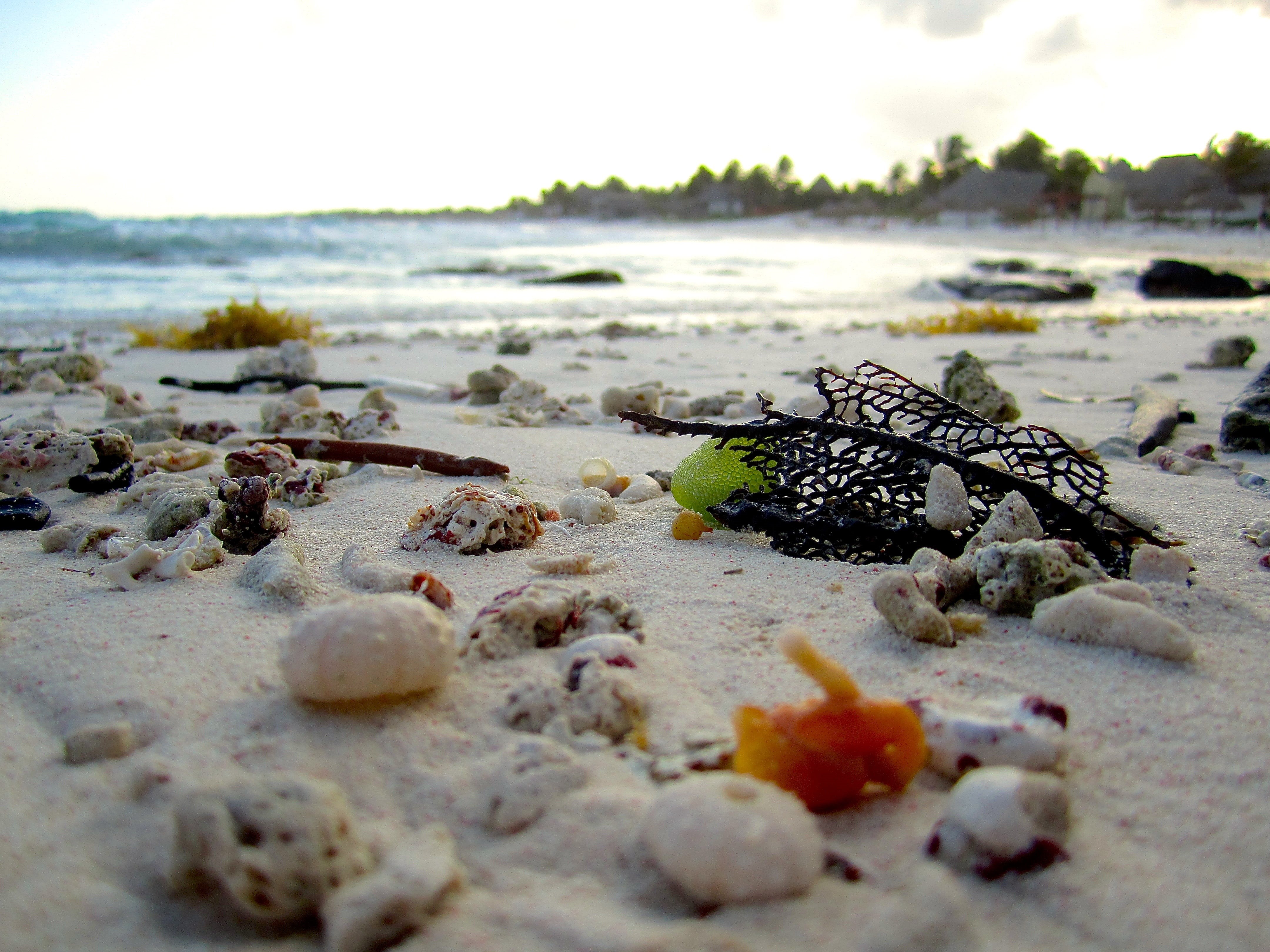 sea, ocean, wave, motion, pollution, selective focus, close-up, rock, land, sand, day, travel, surface level, shore, sea urchin, solid, beauty in nature, HD Wallpaper