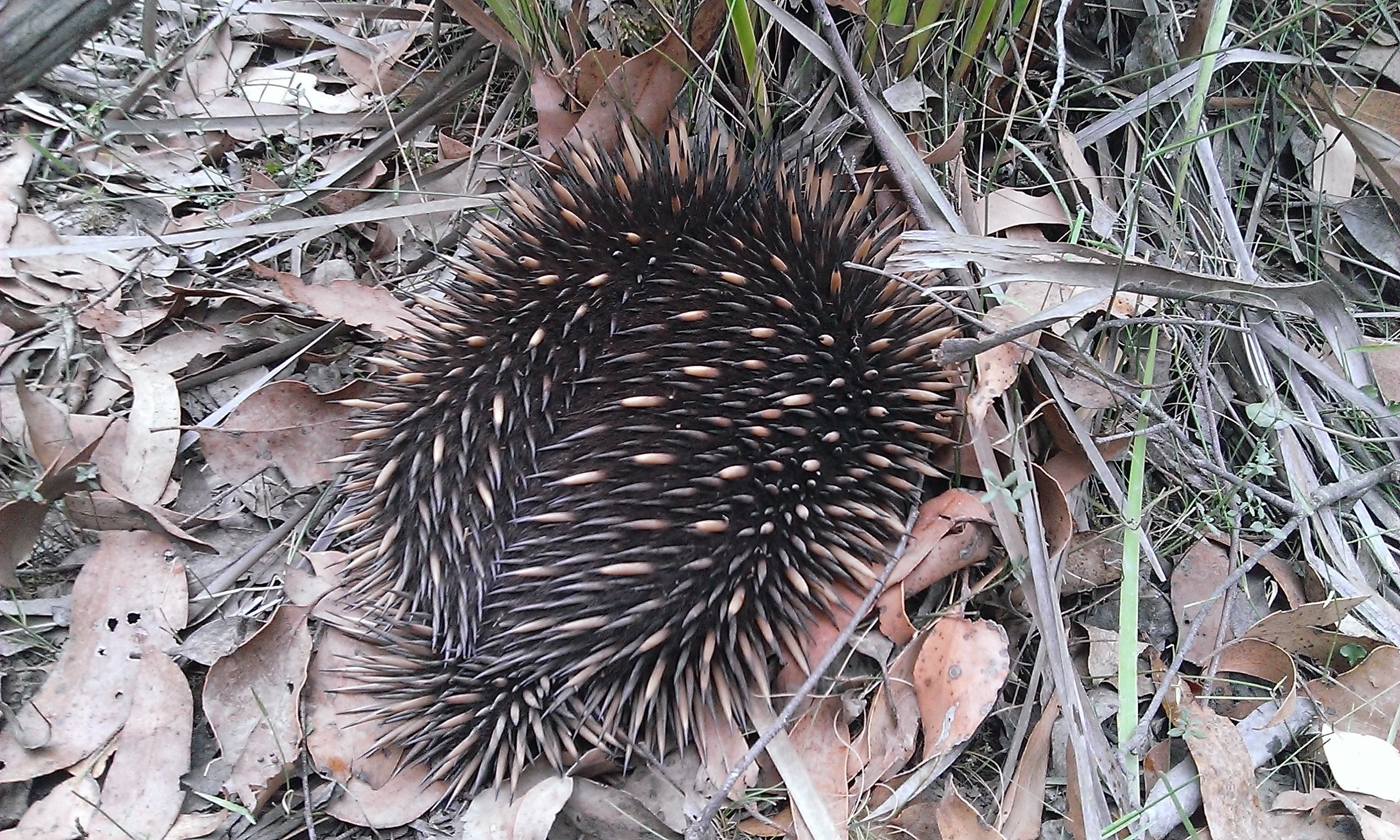 beauty in nature, animal, group of animals, close-up, prickly, land, spikes, australian, spiked, sea urchin, high angle view, marsupial, animal wildlife, HD Wallpaper