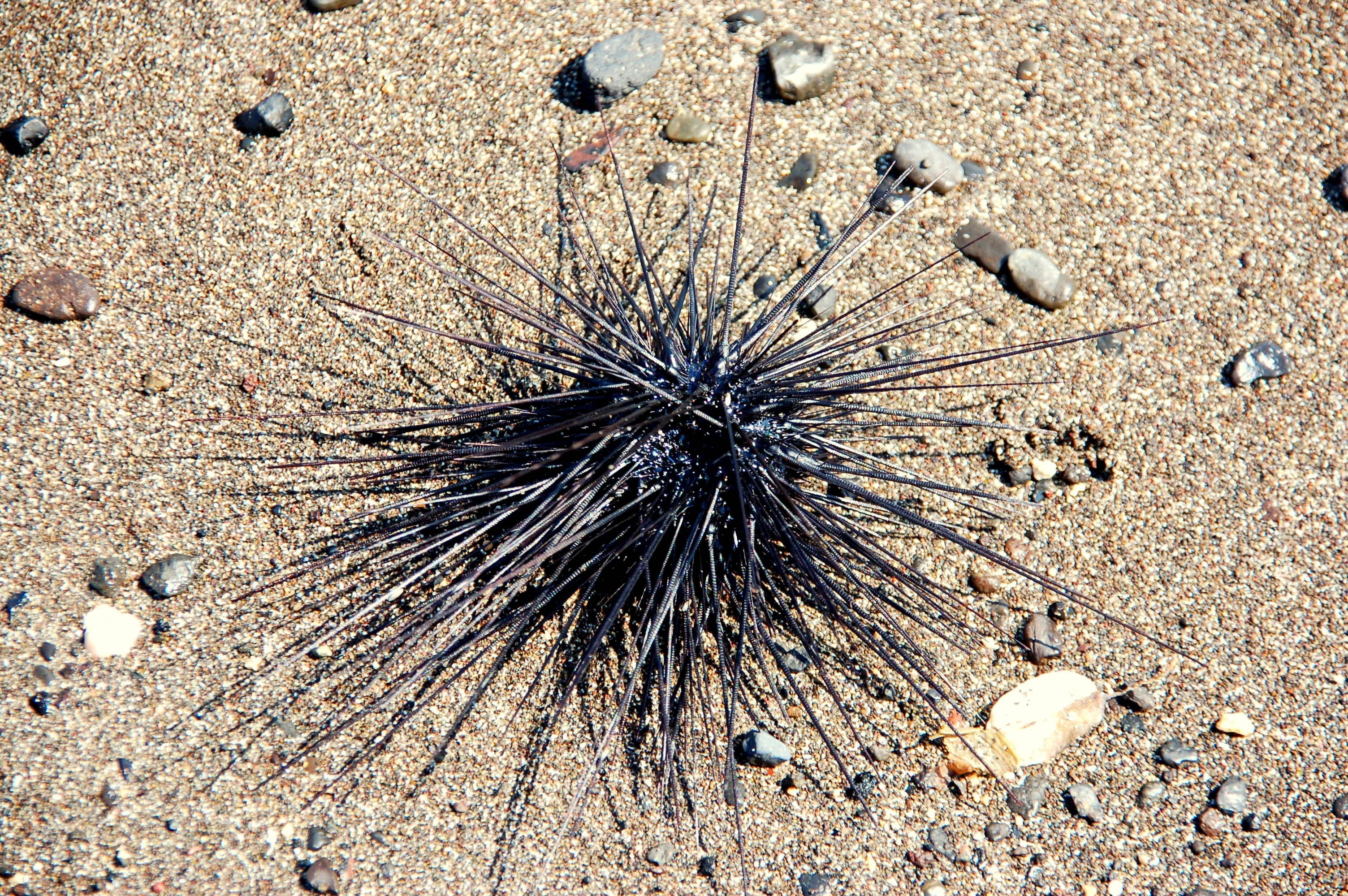 sea urchin, sea, 2K, textured, animals, animals in the wild, sand, high angle view, no people, animal, nature, summer, marine, close-up, group of animals, HD Wallpaper
