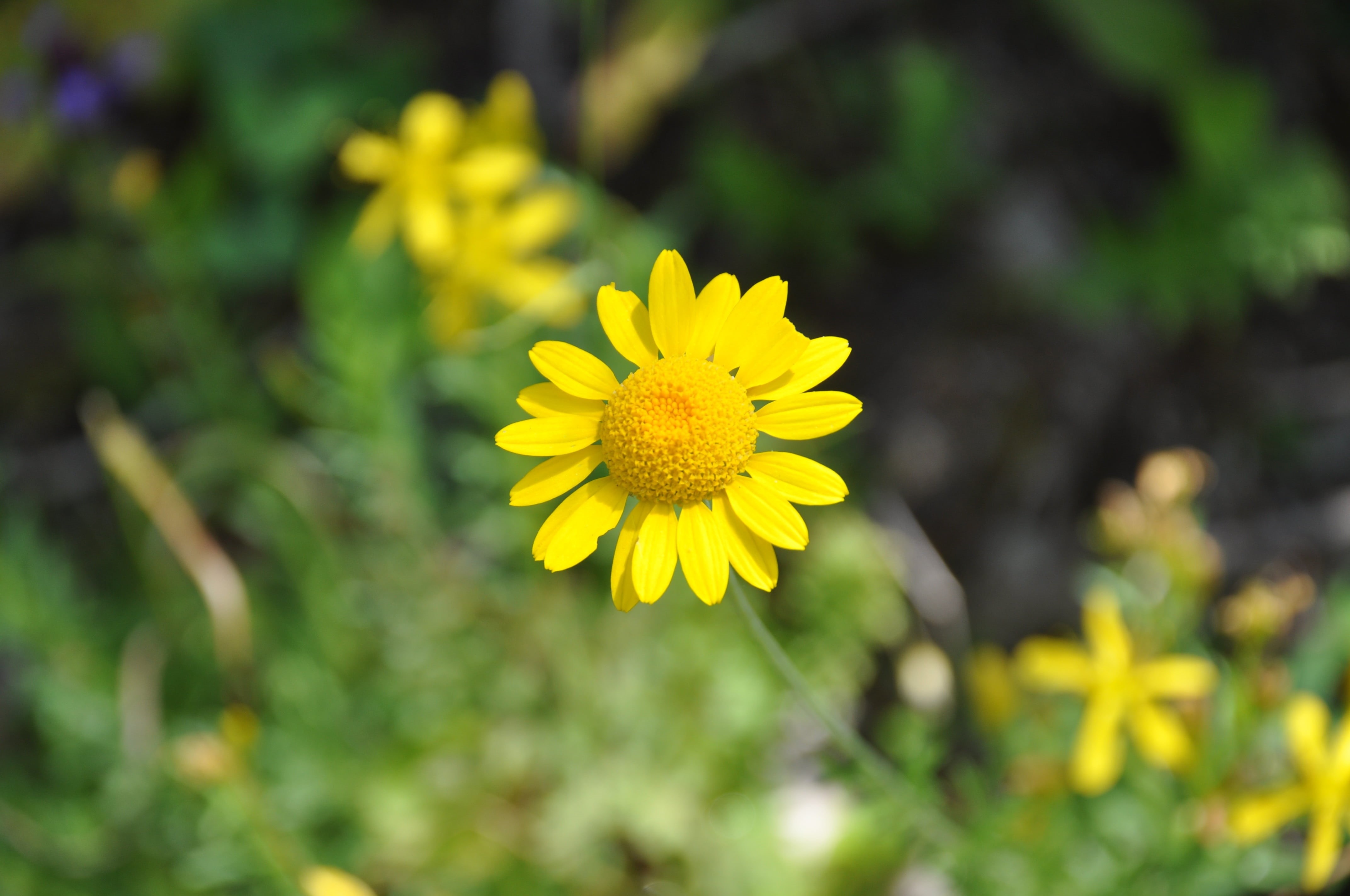 fragility, iskele, izmir, flower, pollen, kusadasi, marina, sunset, day, boat, flowering plant, landscape, nature, flower head, chestnut, natural turkey, HD Wallpaper