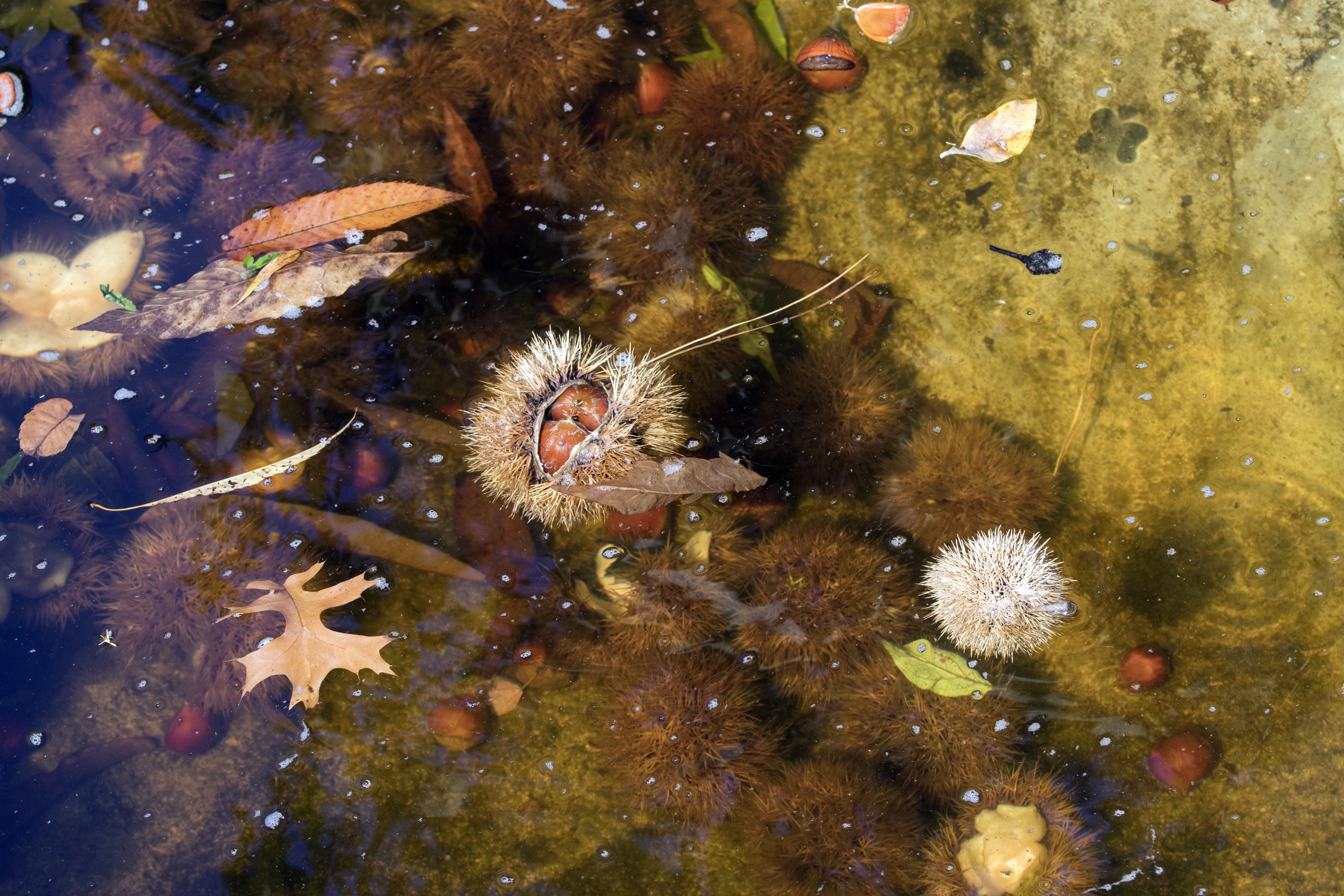 animals in the wild, sea, swimming, nature, the creek, sea urchin, forest, leaves, one animal, autumn, marine, wood, topic history, close-up, animal, underwater, HD Wallpaper