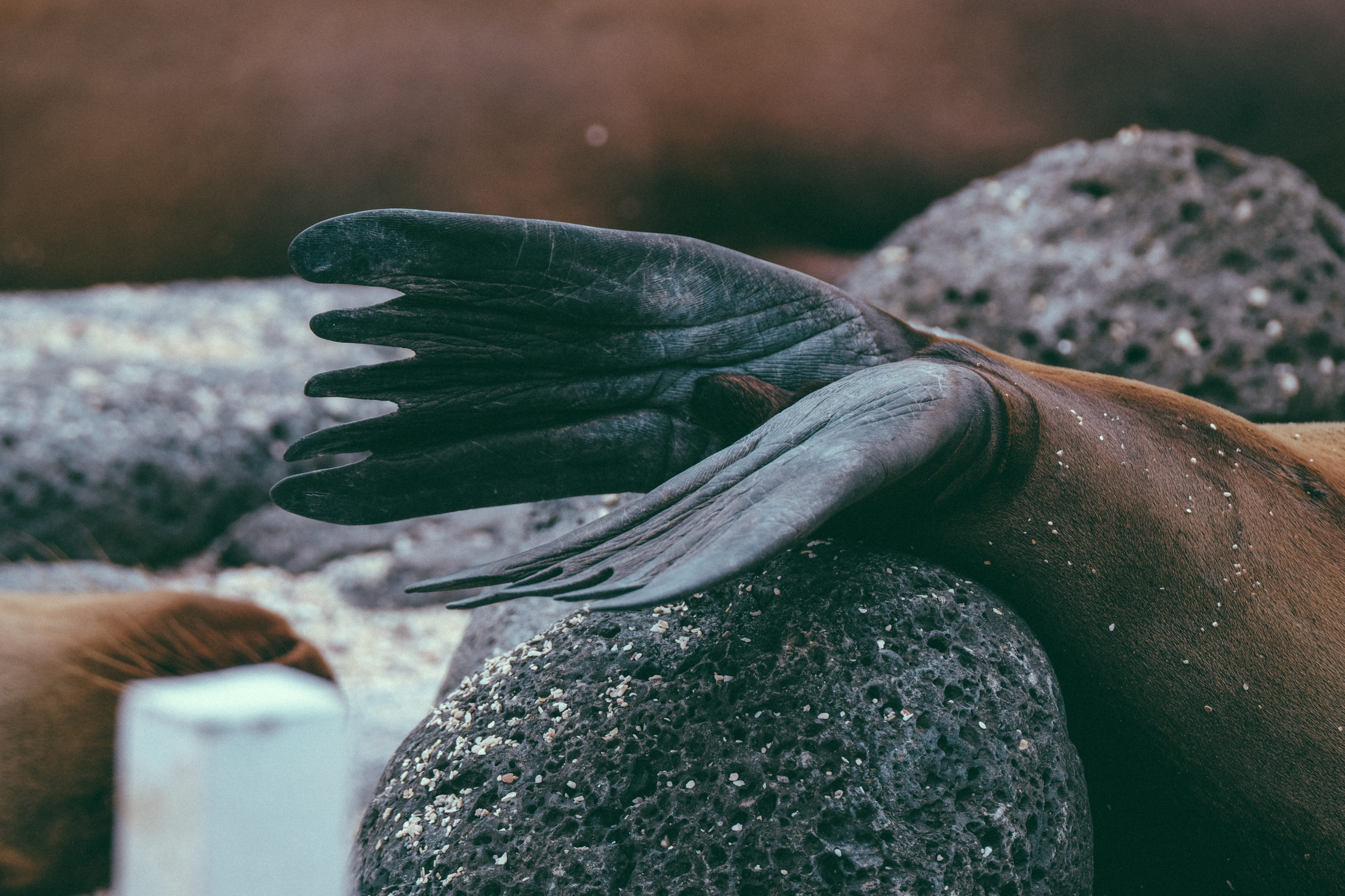 bird, 5K, rock - object, seal, animal wildlife, eel, hand, marine, close-up, day, invertebrate, octopus, reptile, outdoors, fish, booby, apparel, sea life, HD Wallpaper