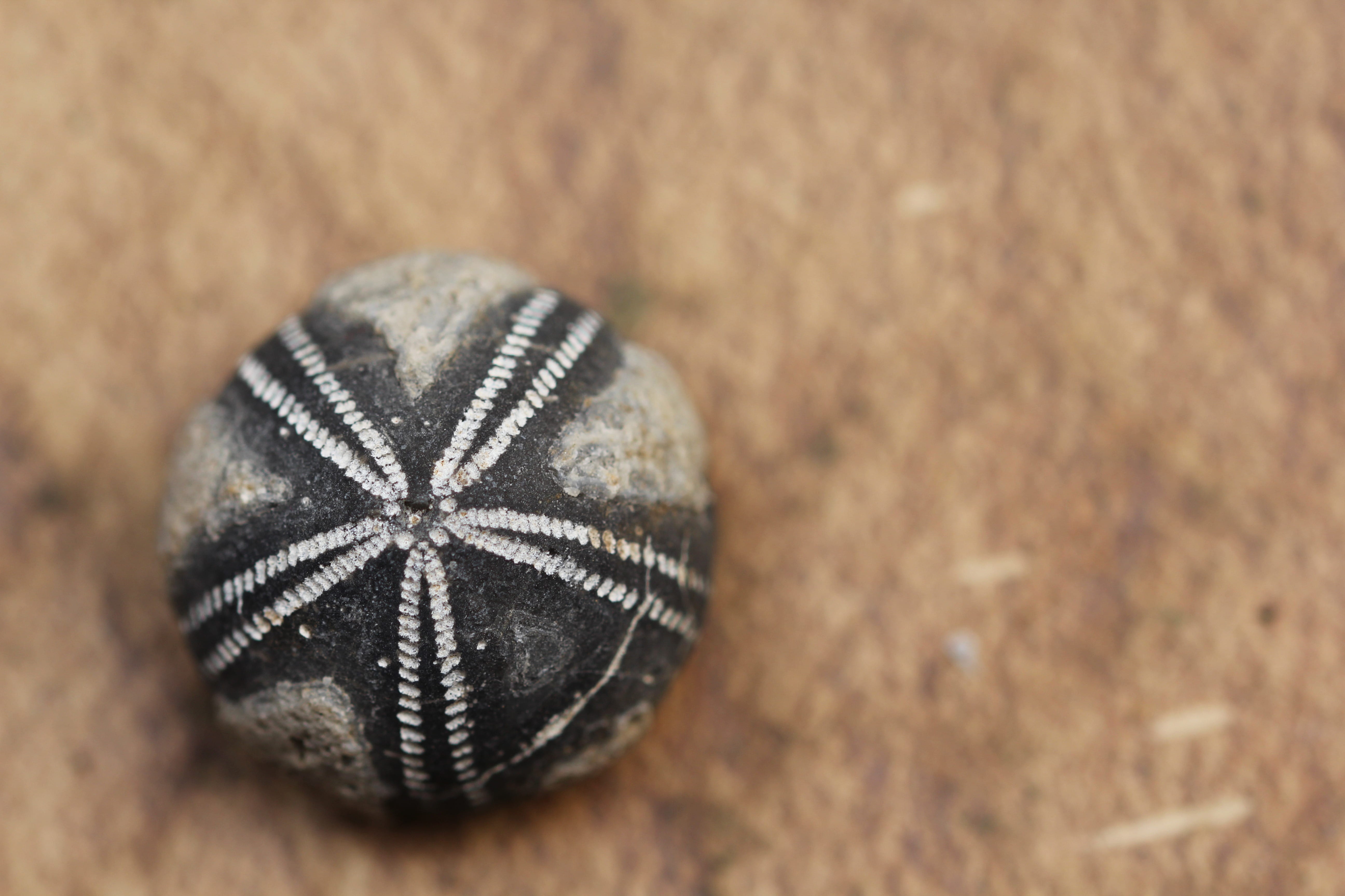 close-up, indoors, fossils, 5K, leather, selective focus, team sport, beach, simplicity, no people, american football - sport, day, focus on foreground, HD Wallpaper
