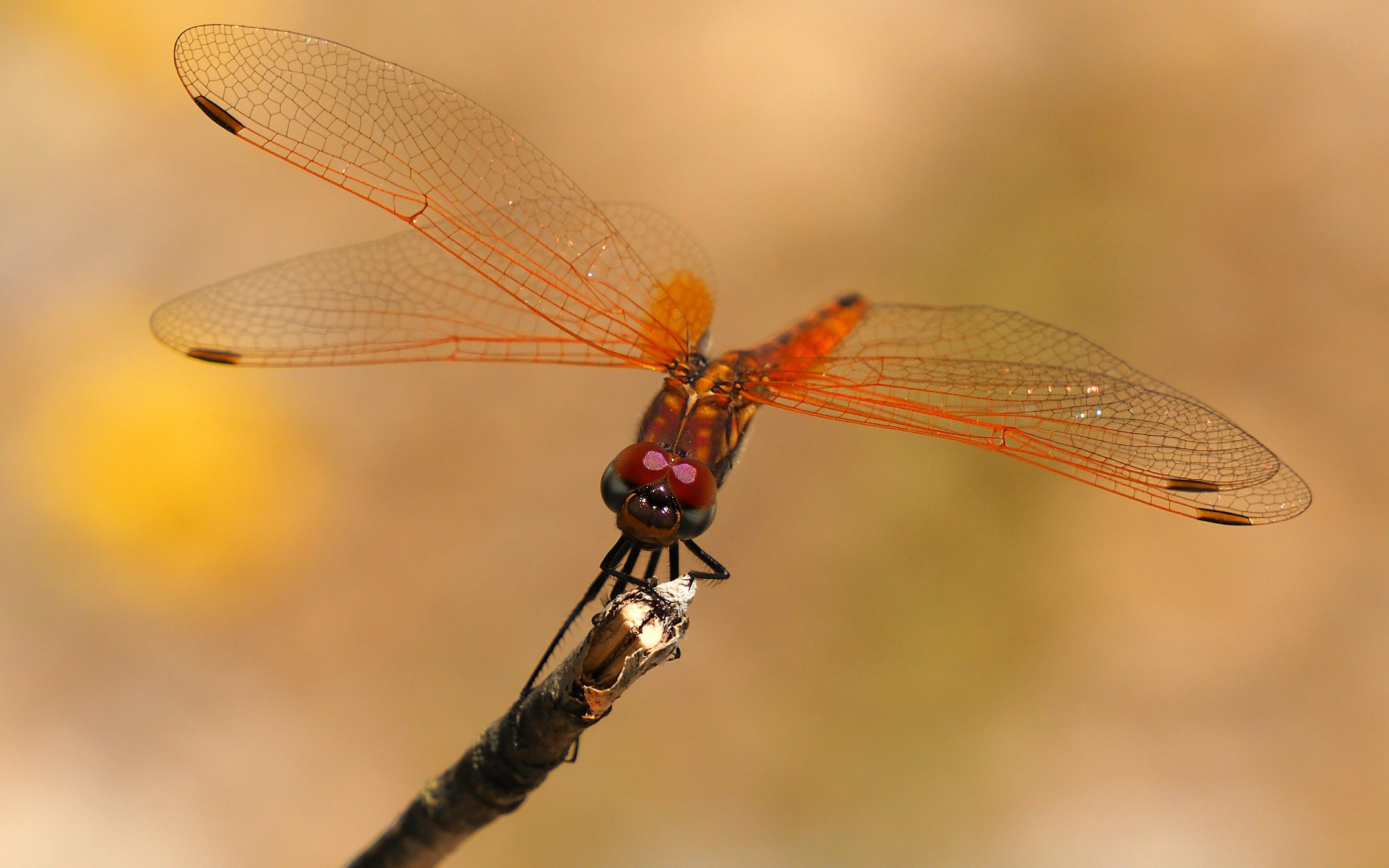 invertebrate, outdoors, focus on foreground, insect, perching, 4K, Macro, day, twig, animal themes, no people, Nature, animal, beauty in nature, one animal, HD Wallpaper