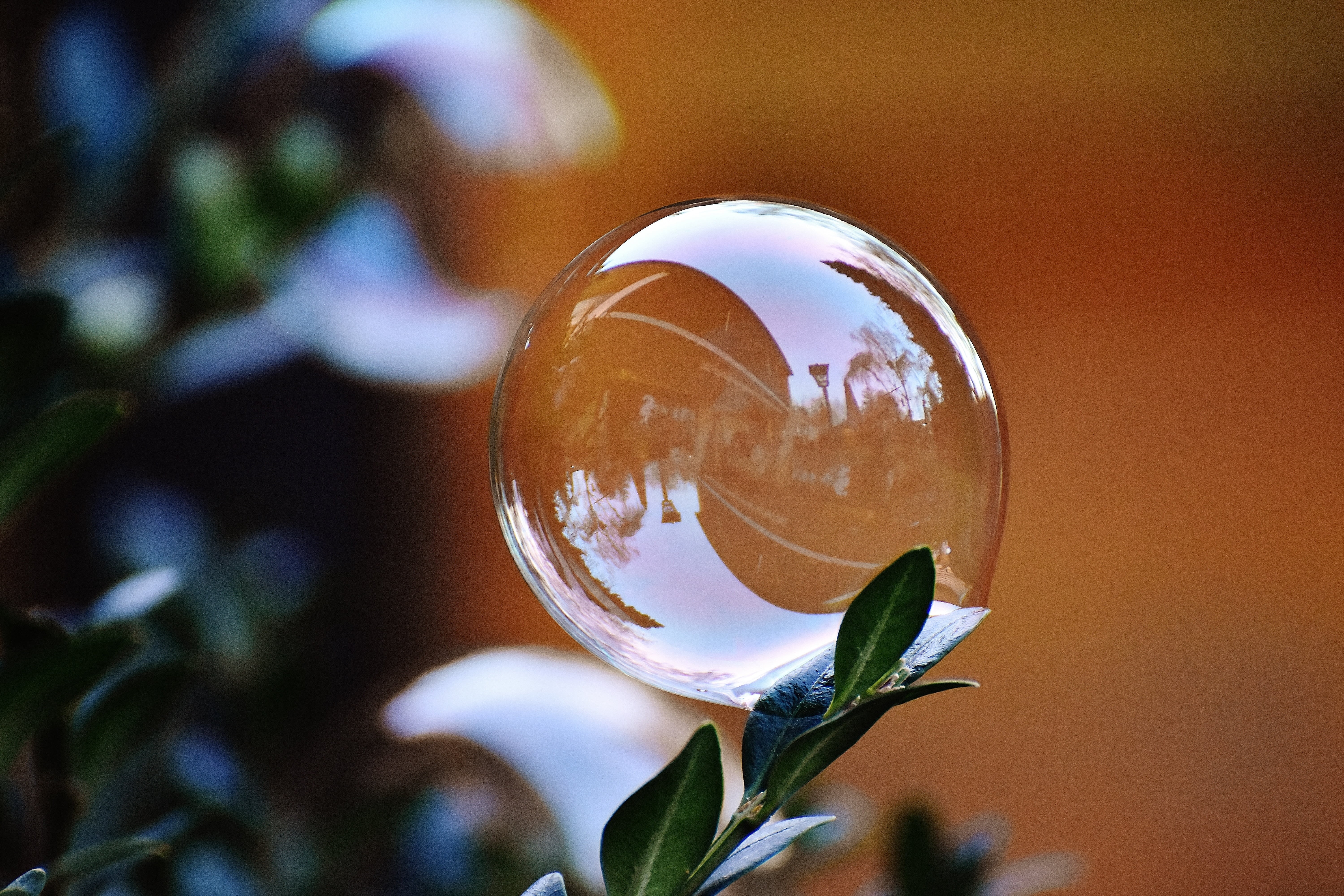 focus on foreground, freshness, fragility, flowering plant, sky, nature, outdoors, beauty in nature, buxbaum, close-up, vulnerability, soap bubble, green, HD Wallpaper