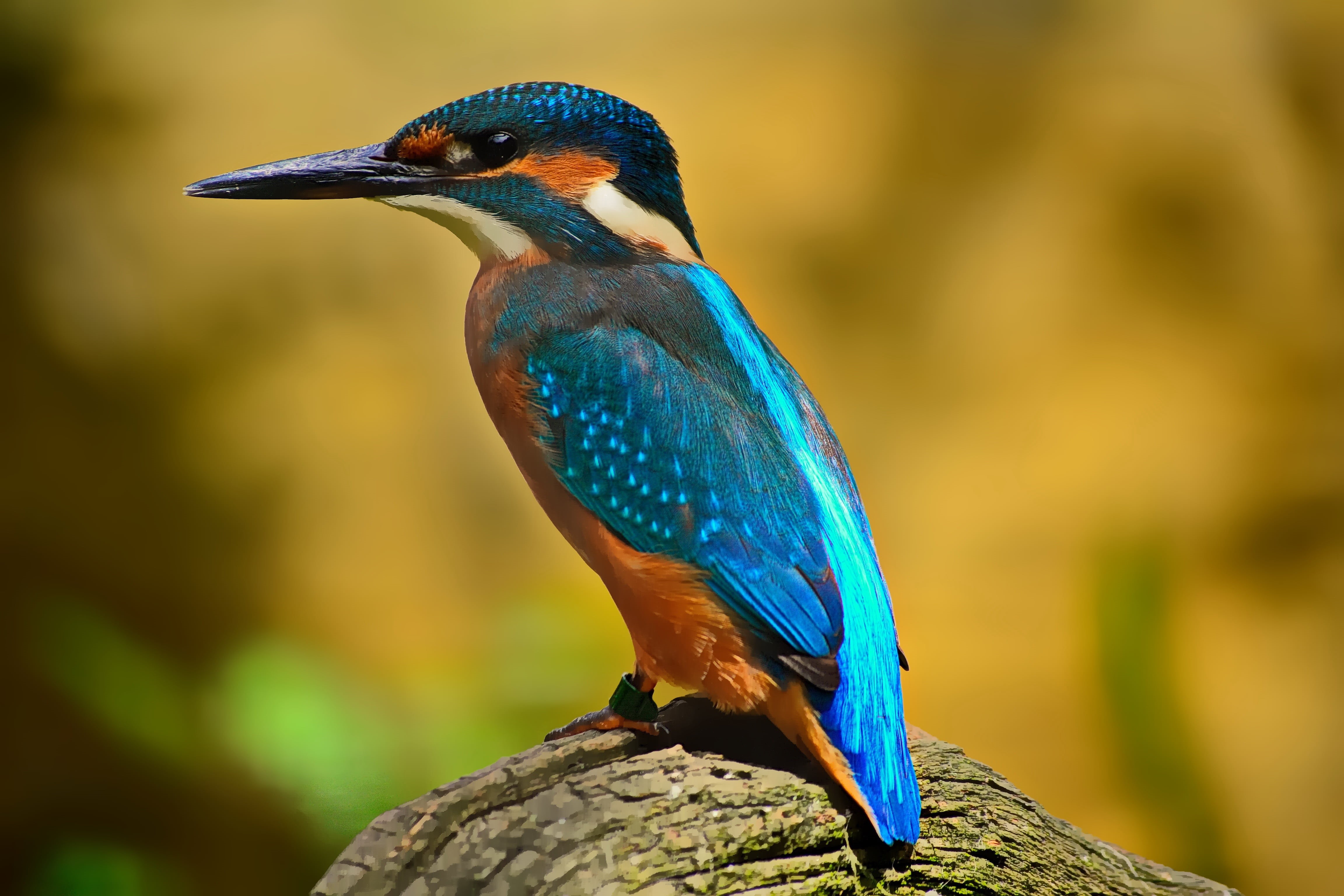 animal wildlife, vertebrate, close, turquoise colored, beauty in nature, day, water bird, animal themes, rock - object, close-up, orange, hummingbird, nature, HD Wallpaper