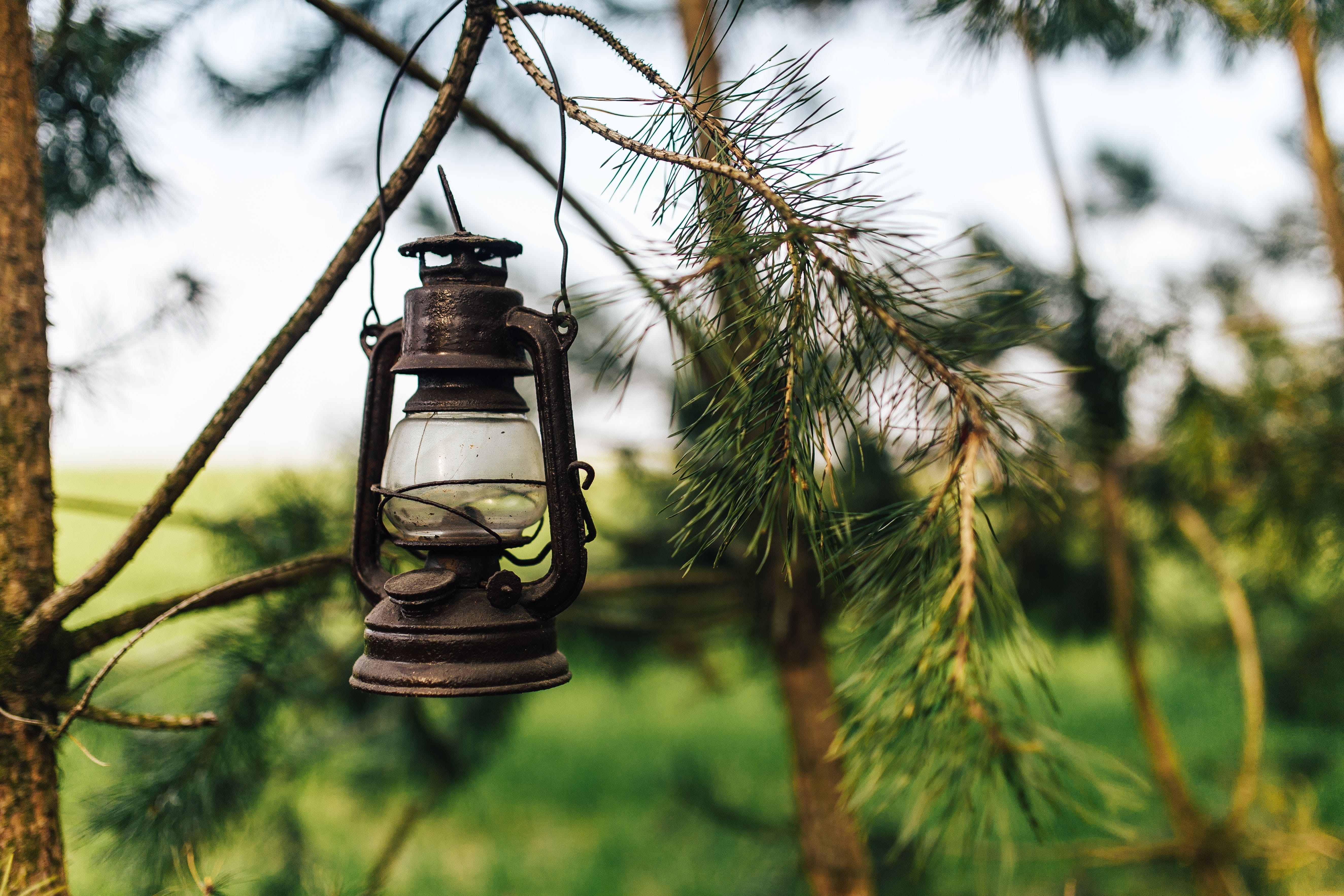 forest, tree, paraffin lamp, outdoors, trees, growth, no People, nature, plant, timber, close-up, lighting equipment, Chopping wood, lantern, hanging, low angle view, HD Wallpaper