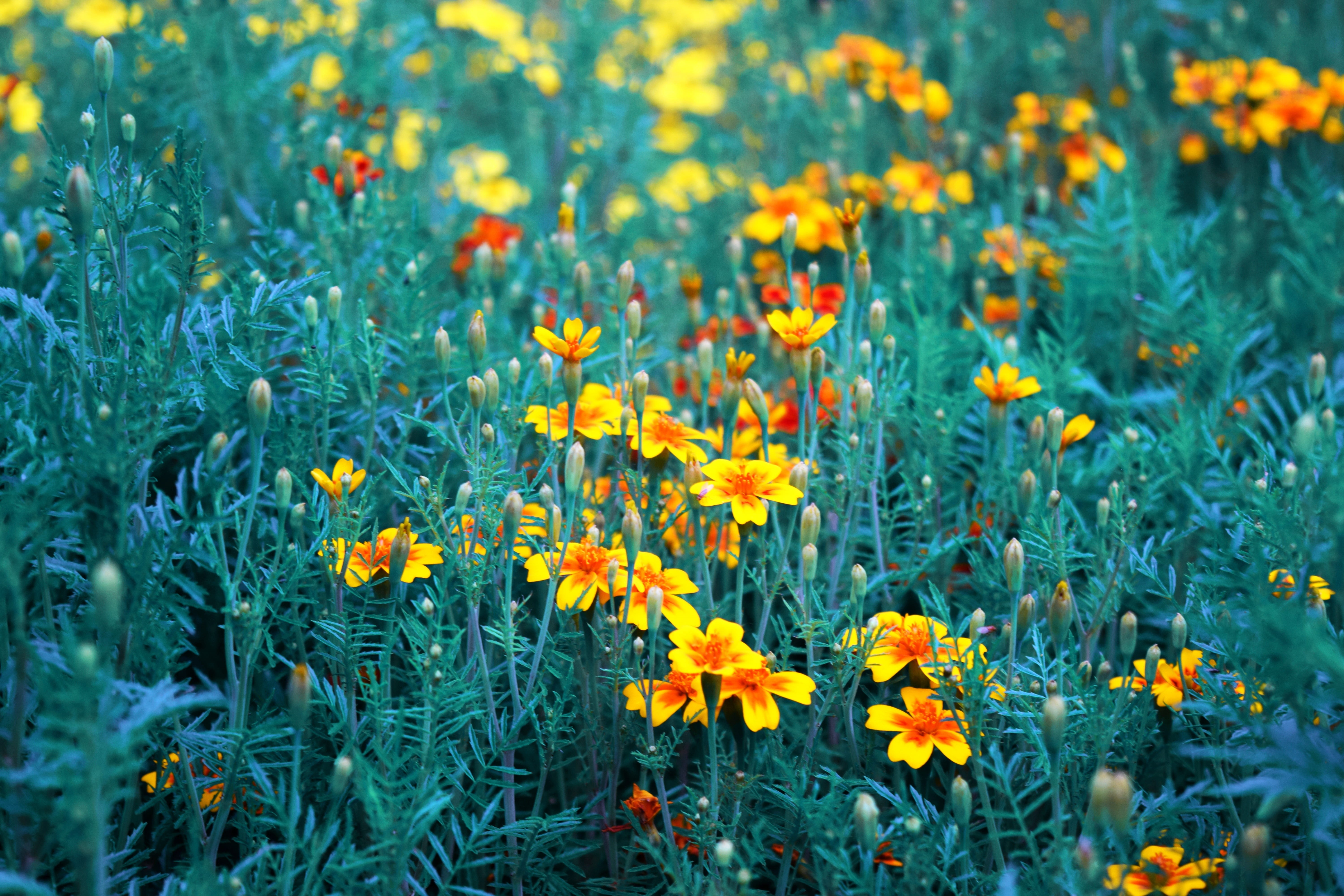 5K, outdoors, botany, decoration, day, flowering plant, land, bouquet, leaf, romance, no people, flower, marigold, blooming, red, inflorescence, flowers, HD Wallpaper