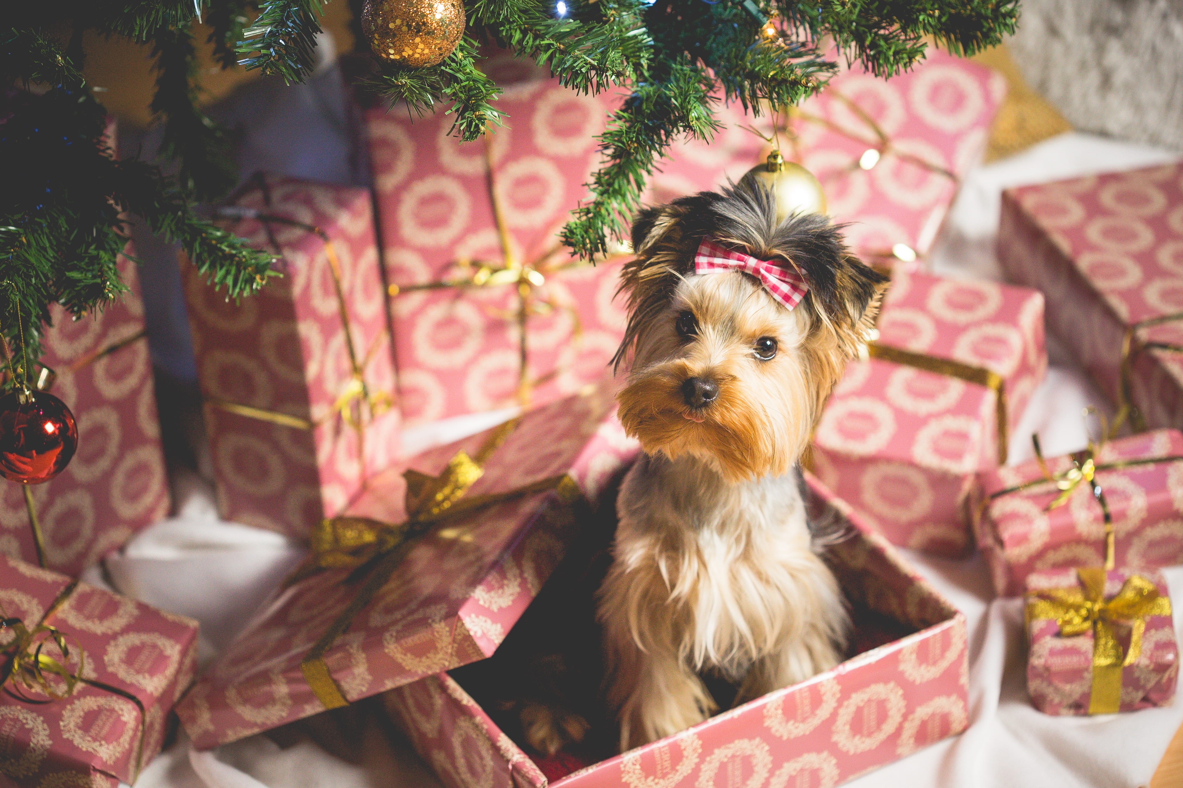 nature, floral pattern, day, mammal, romantic, domestic, one animal, Cute, winter, domestic Animals, holidays, celebration, december, Puppy, gifts, plant, HD Wallpaper