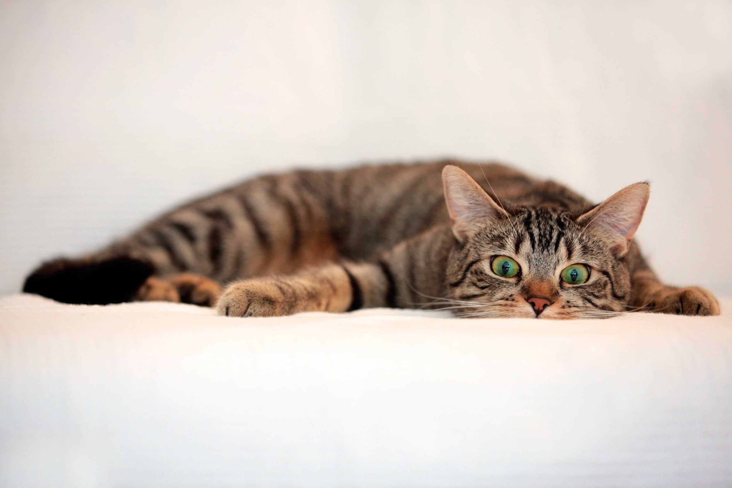 domestic Cat, looking, 1080P, striped, young Animal, furniture, domestic Animals, portrait, pets, animal, sleeping, white, whisker, paw, looking at camera, HD Wallpaper