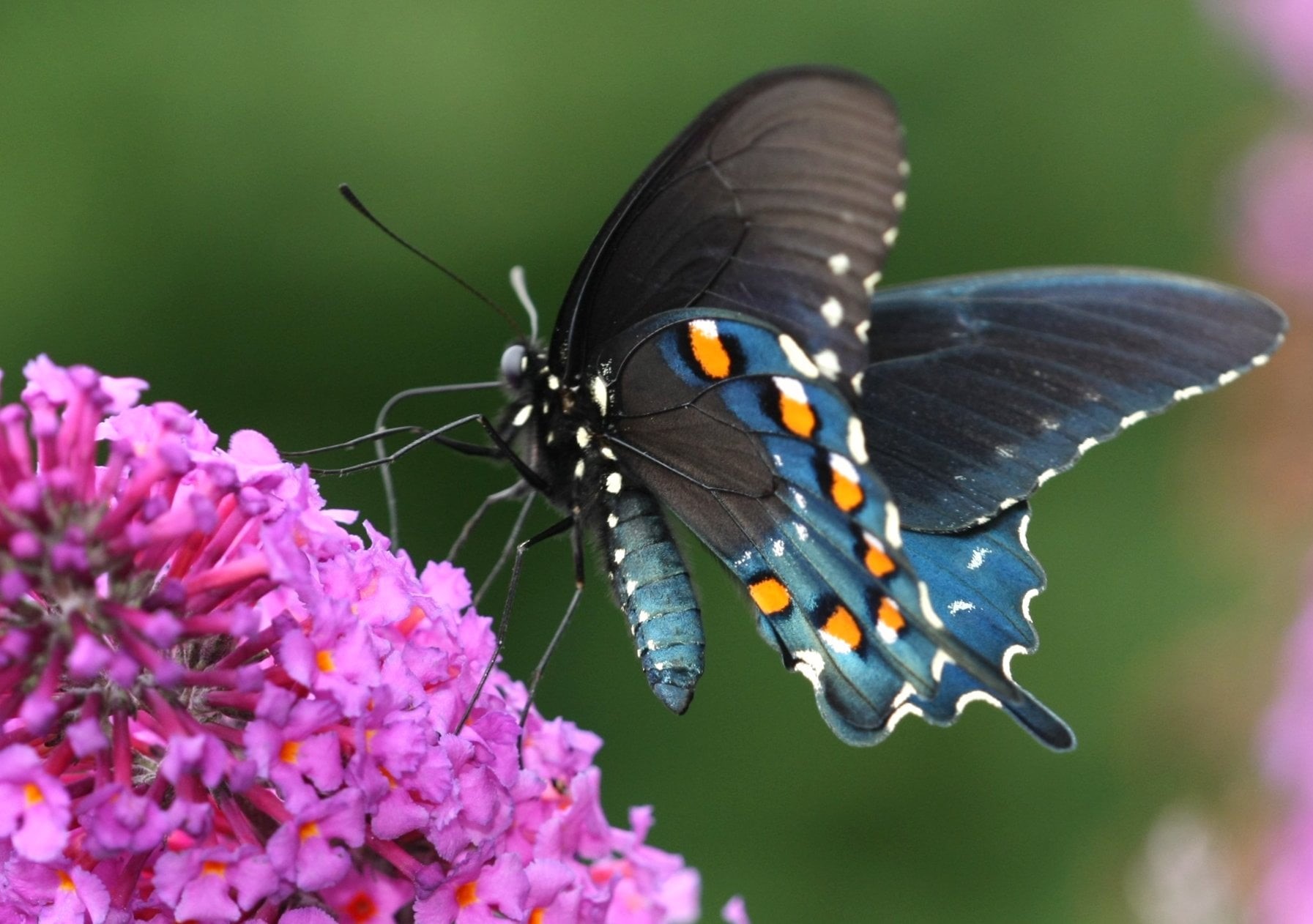 720P, Carolina, Richmond County, black, blue, thin film interference, close-up, beauty In Nature, animal, animal Wing, black butterfly, butterfly - Insect, HD Wallpaper