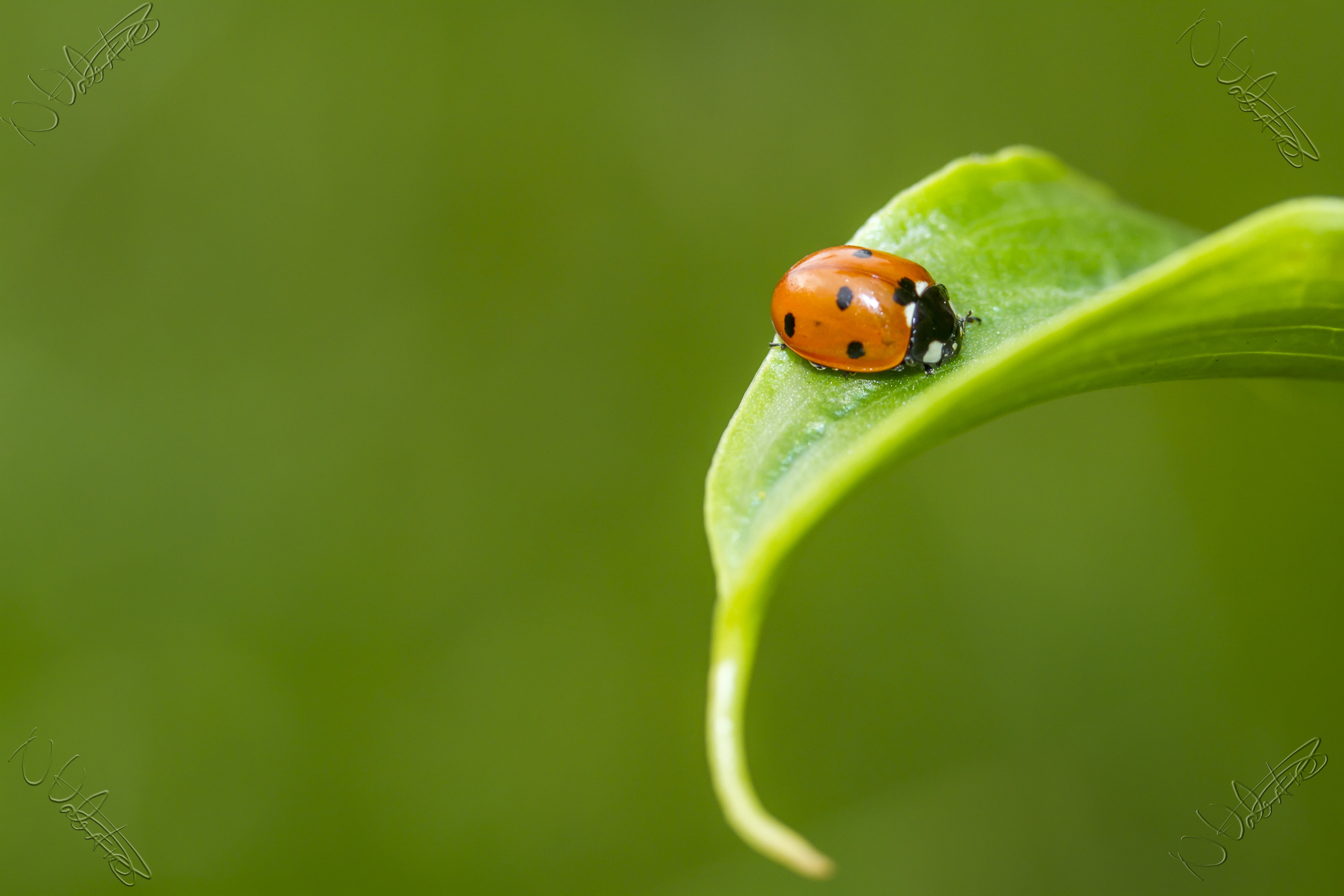 springtime, Insect, plant, animal, photography, environment, Garden, daytime, close-up, nature, 5K, Peterborough, small, summer, lady, green Color, spotted, HD Wallpaper