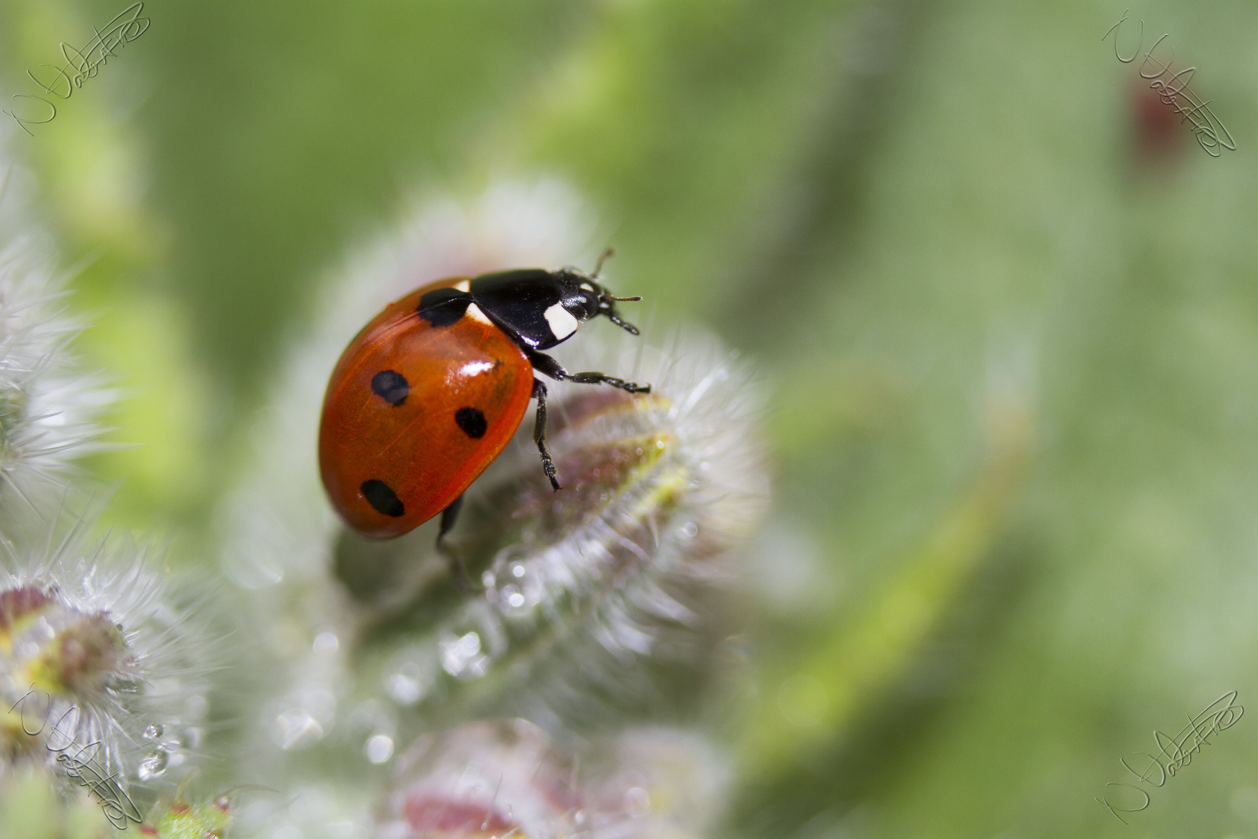 lady, nature, Ladybird, shallow focus, grass, Garden, black lady, insect, close-up, Borage, black, DOF, springtime, Peterborough, Canon, focus, Macro, Valentine, HD Wallpaper