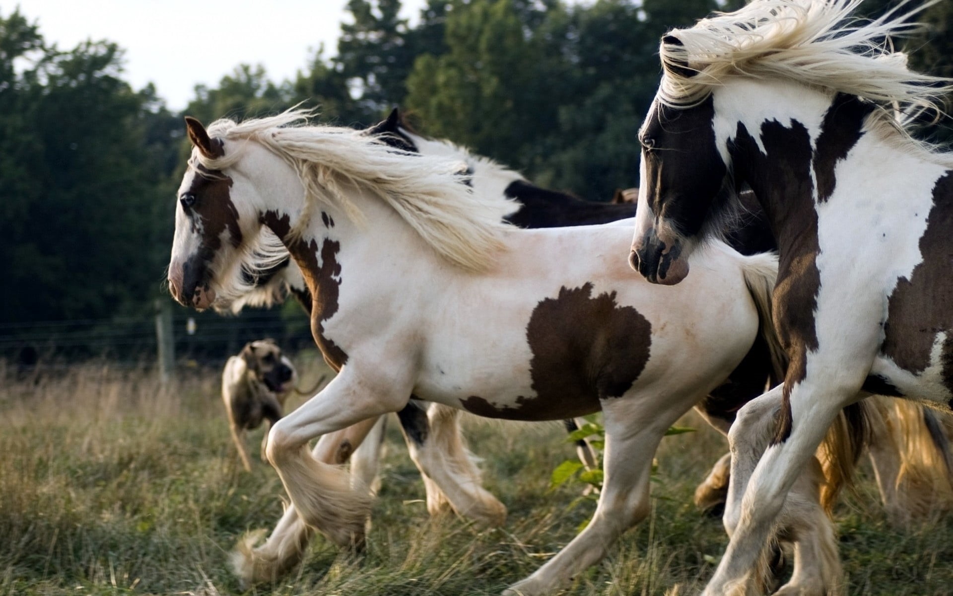 running, focus on foreground, group of animals, mane, stallion, farm, beautiful, domestic Animals, herbivorous, looking, vertebrate, outdoors, no people, HD Wallpaper