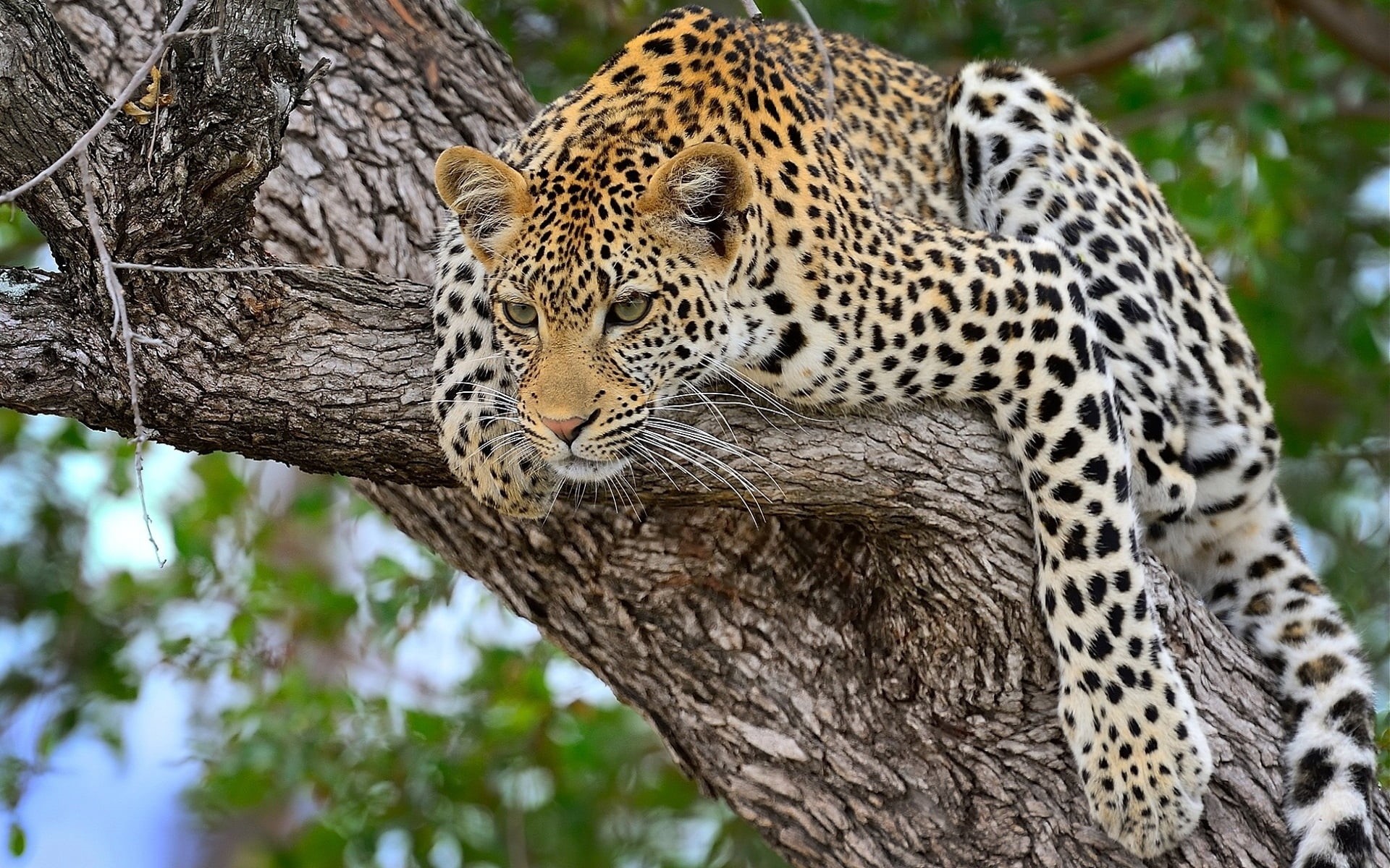 no people, plant, outdoors, black, large, animal wildlife, big Cat, majestic, camouflage, brown, leopard, african Leopard, animal themes, whisker, tree, HD Wallpaper