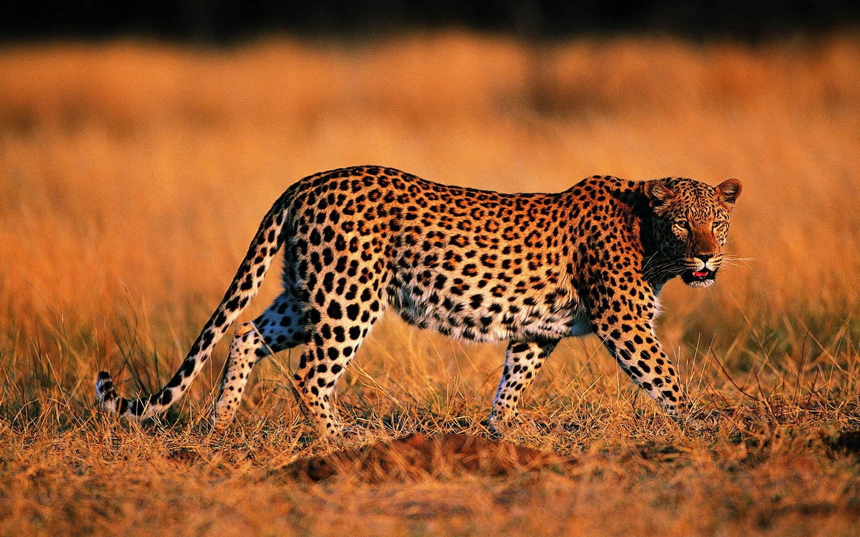 wilderness Area, selective focus, african Culture, mammal, lying Down, cat, 720P, east Africa, one animal, safari Animals, endangered Species, brown, beauty In Nature, HD Wallpaper