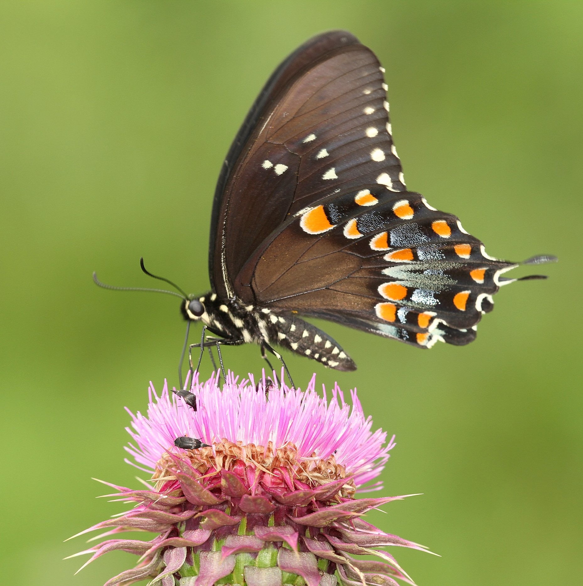 butterfly - Insect, Richmond County, Swallowtail Butterfly, summer, Papilio troilus, insect, beauty In Nature, Picnik, macro, Giant Swallowtail, yellow, Phone HD Wallpaper