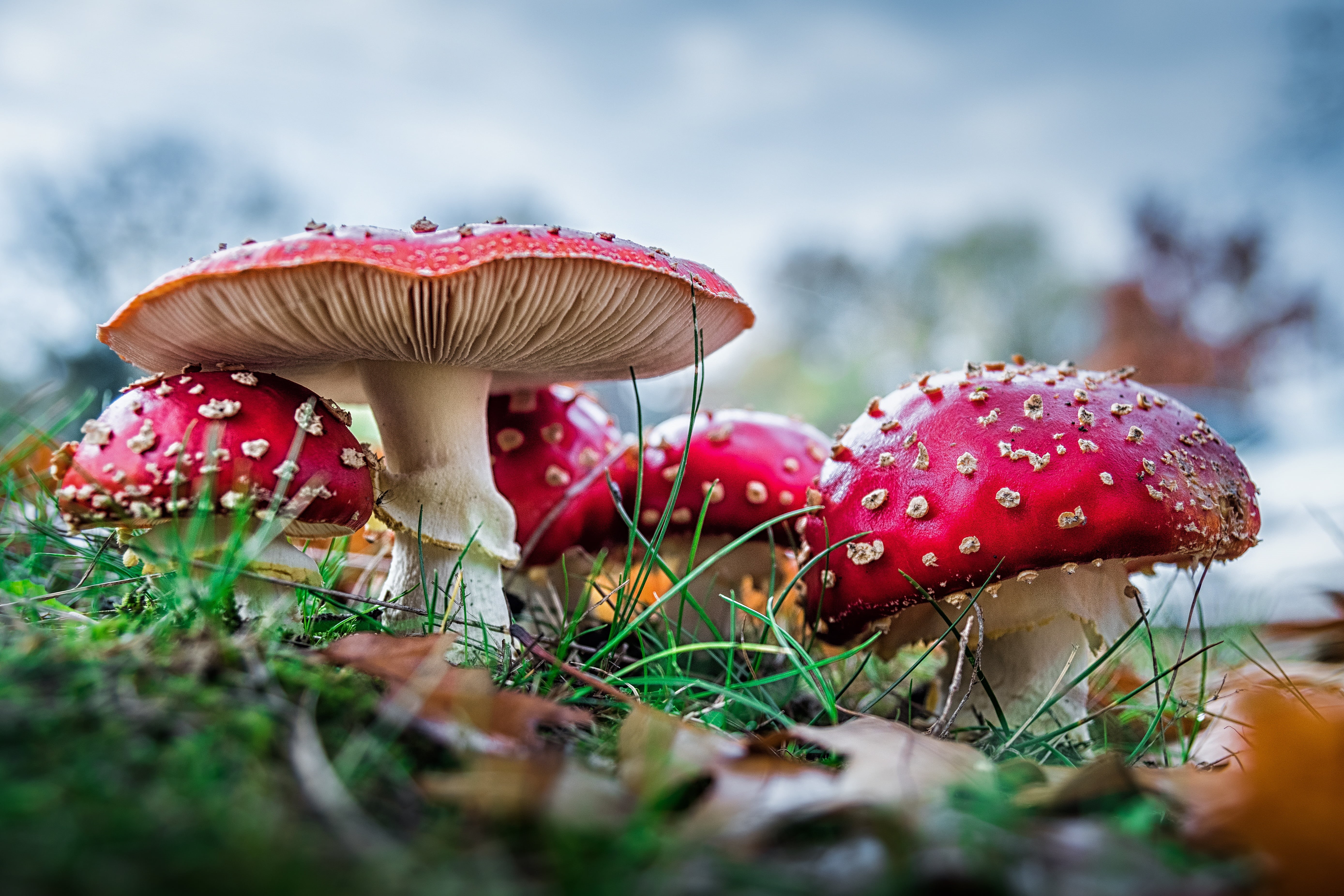 field, vegetable, mushrooms, surface level, fly agaric mushroom, muscaria, spotted, day, selective focus, photography, point, grass, red fly agaric mushroom, HD Wallpaper
