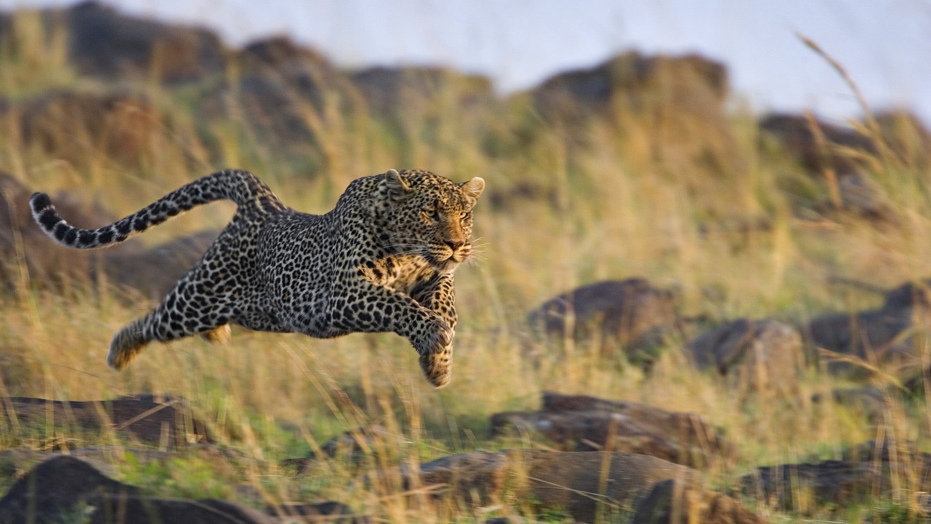 brown, survival, animals In The Wild, animals And Pets, animals Hunting, focus on foreground, mammal, africa, feline, no People, hunting, 1080P, uncultivated, HD Wallpaper