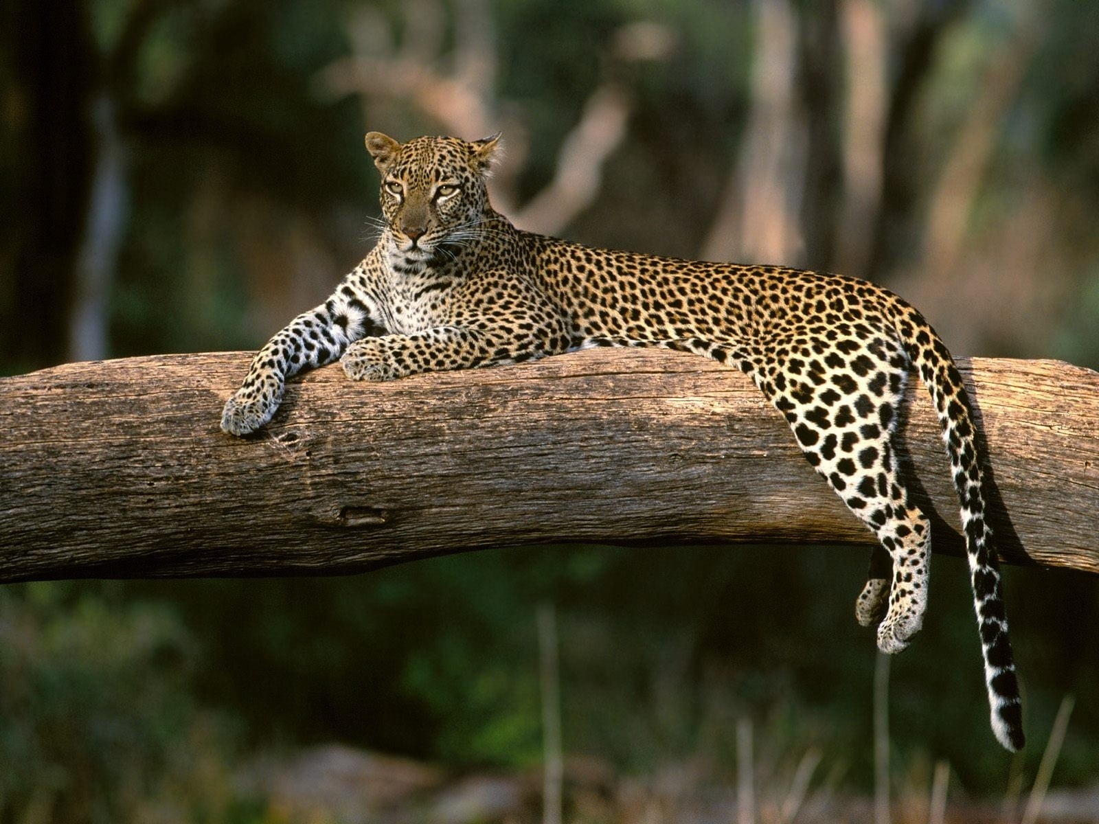 looking, fur, savannah, safari Animals, animal themes, animals Hunting, wildlife Reserve, big Cat, carnivore, africa, wilderness Area, forest, one Animal, HD Wallpaper